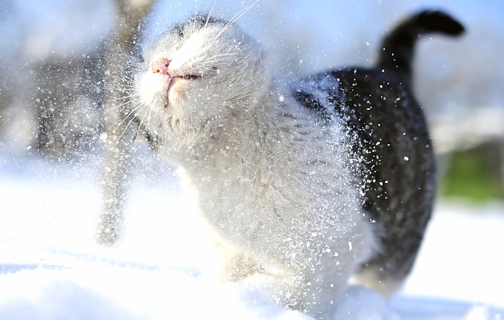 Snowy Cat Bliss - at 1334 x 750 iPhone 7 size wallpapers HD quality