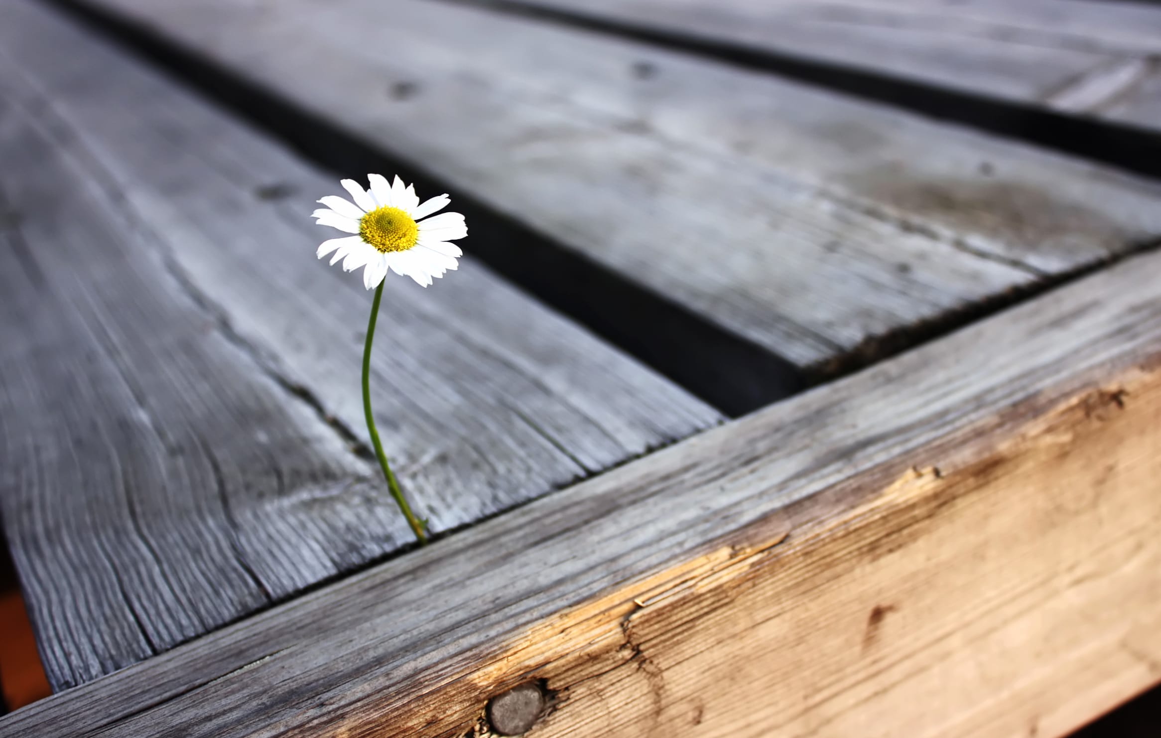 Solitary Daisy A Stunning HD Nature Wallpaper wallpapers HD quality