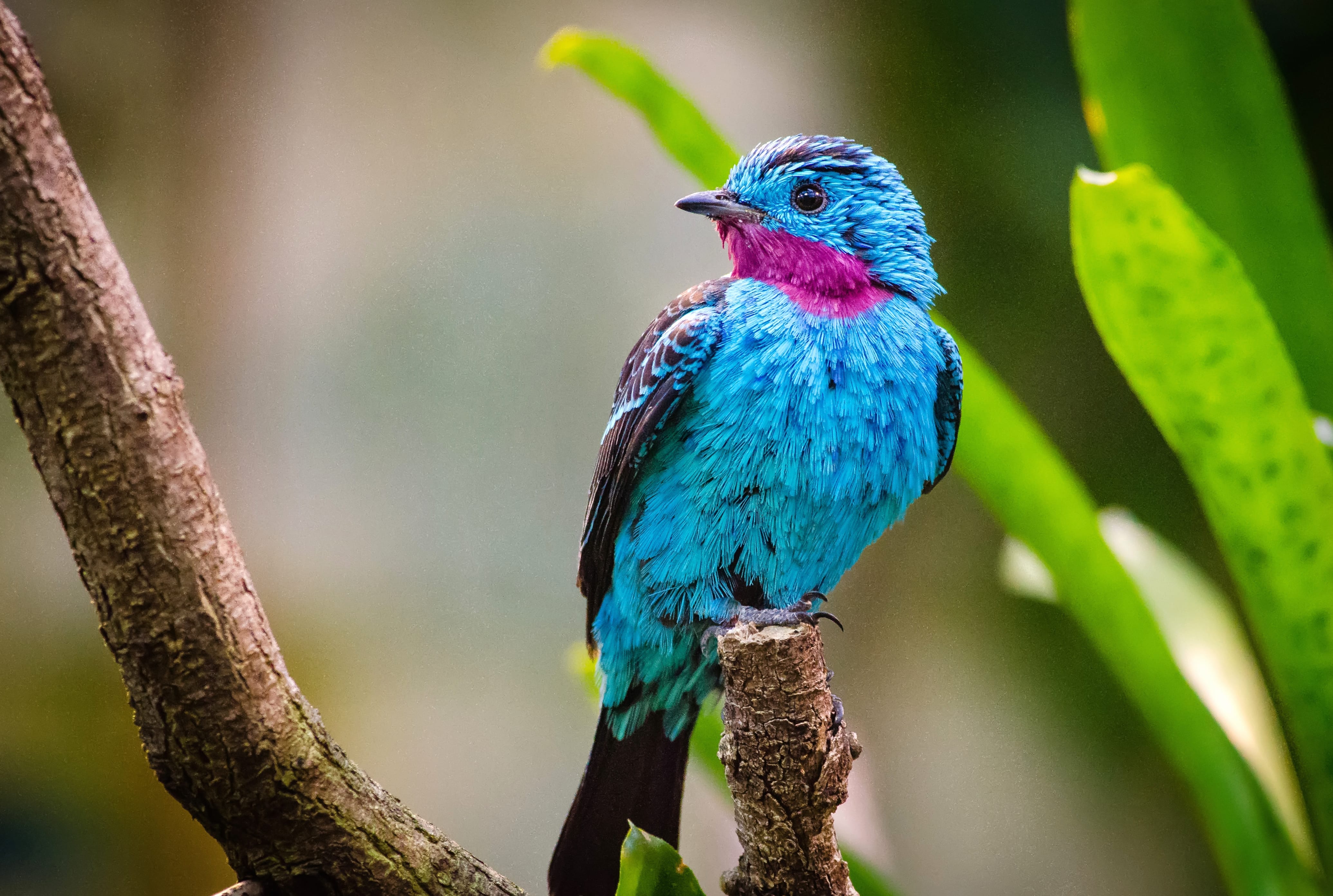 Spangled Cotinga in HD wallpapers HD quality