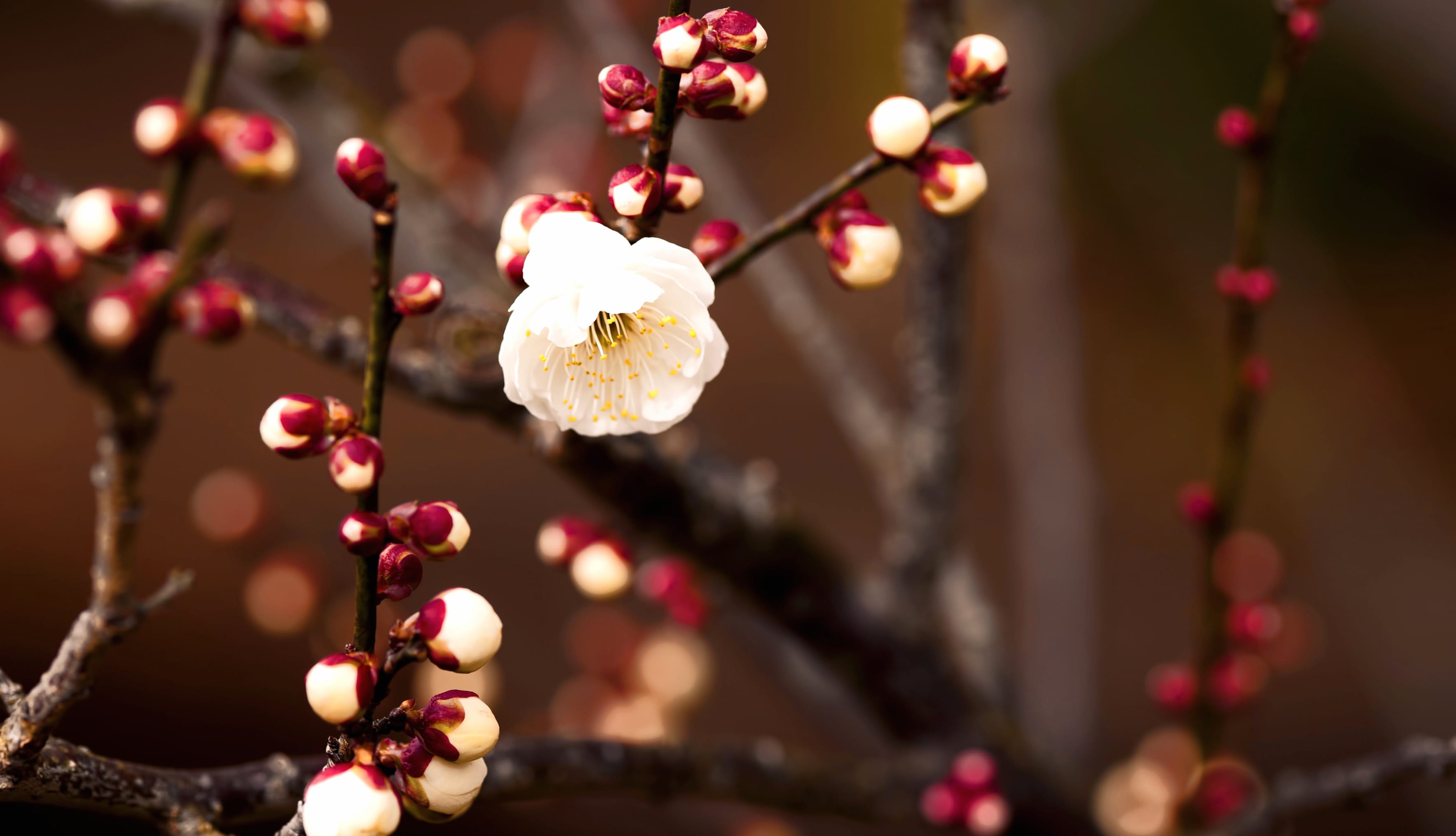 Spring Blossom Elegant White Flower in at 1600 x 1200 size wallpapers HD quality