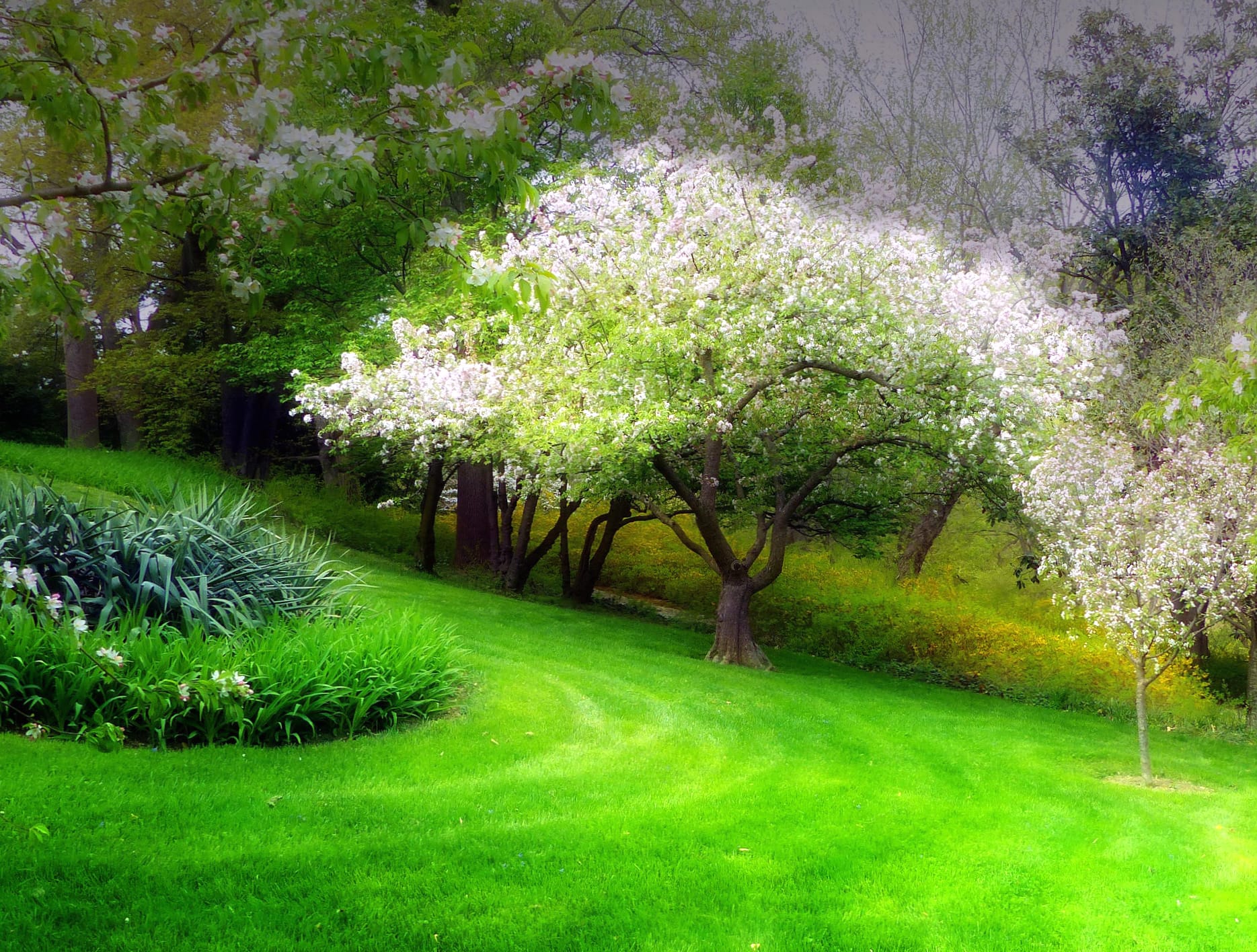 Spring Blossom Park Nature in at 640 x 1136 iPhone 5 size wallpapers HD quality