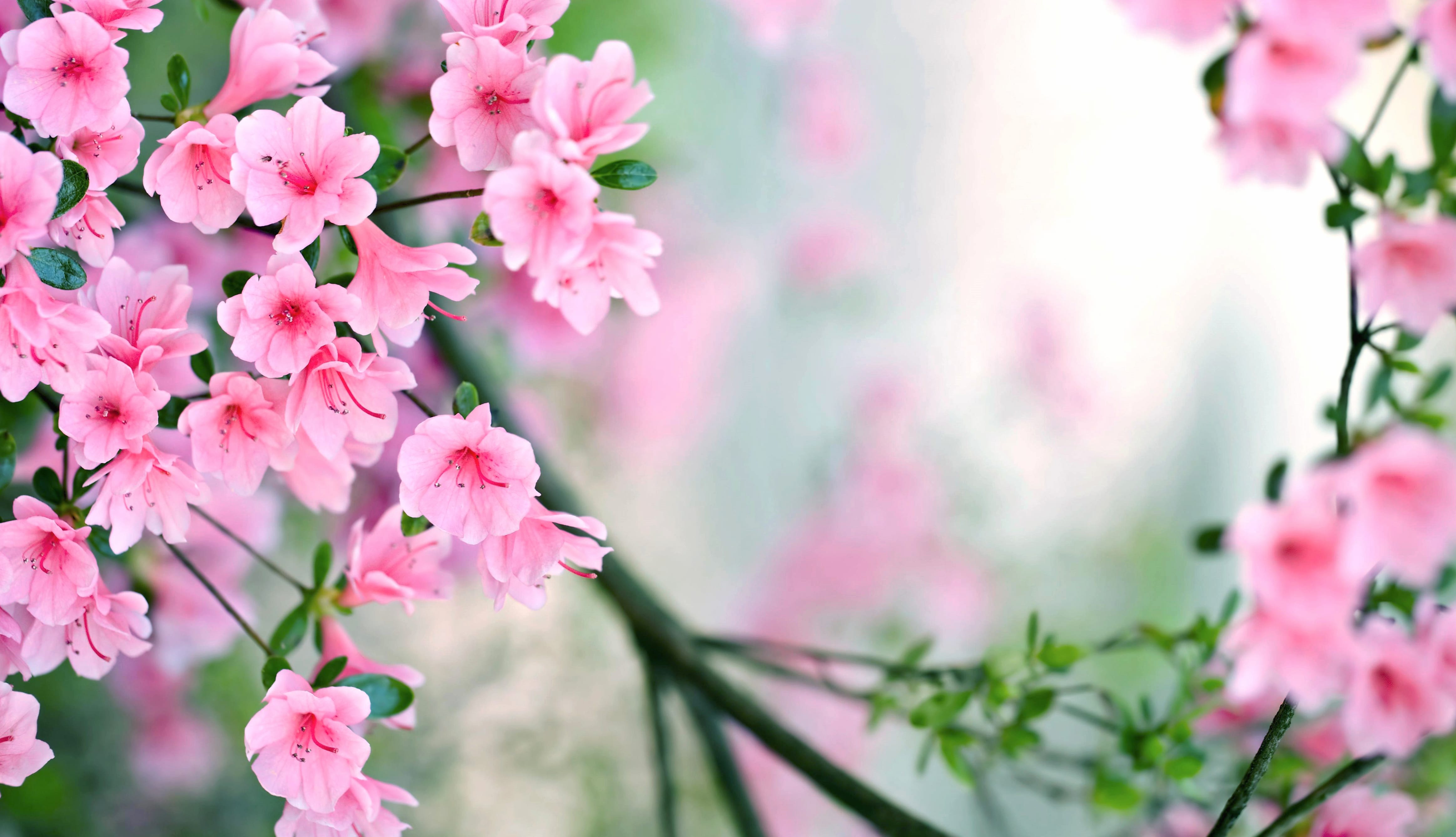 Spring Blossom Pink Flower at 1152 x 864 size wallpapers HD quality