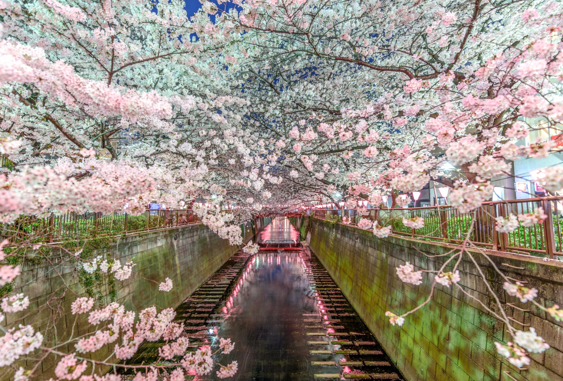 Spring Blossoms Over Canal A Stunning at 640 x 960 iPhone 4 size wallpapers HD quality