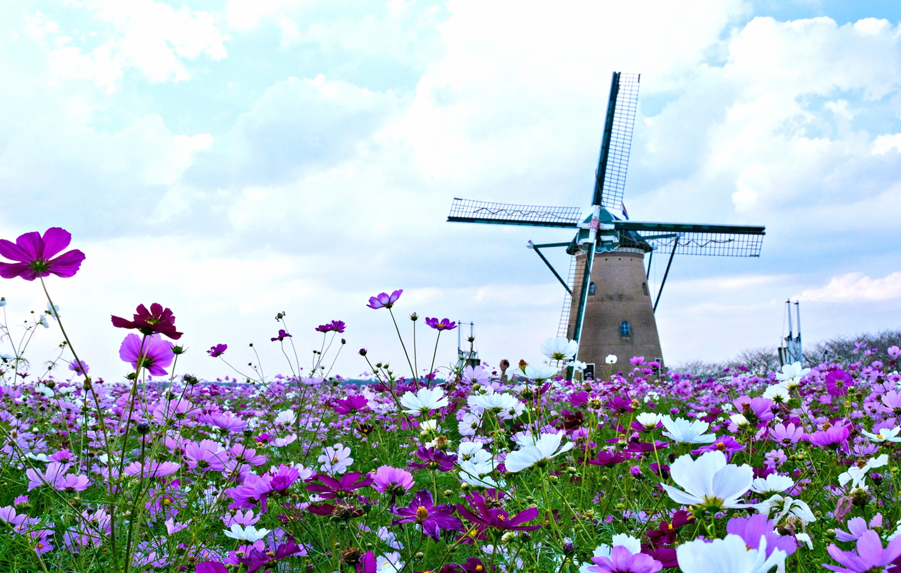 Spring Flowers & Windmill wallpapers HD quality