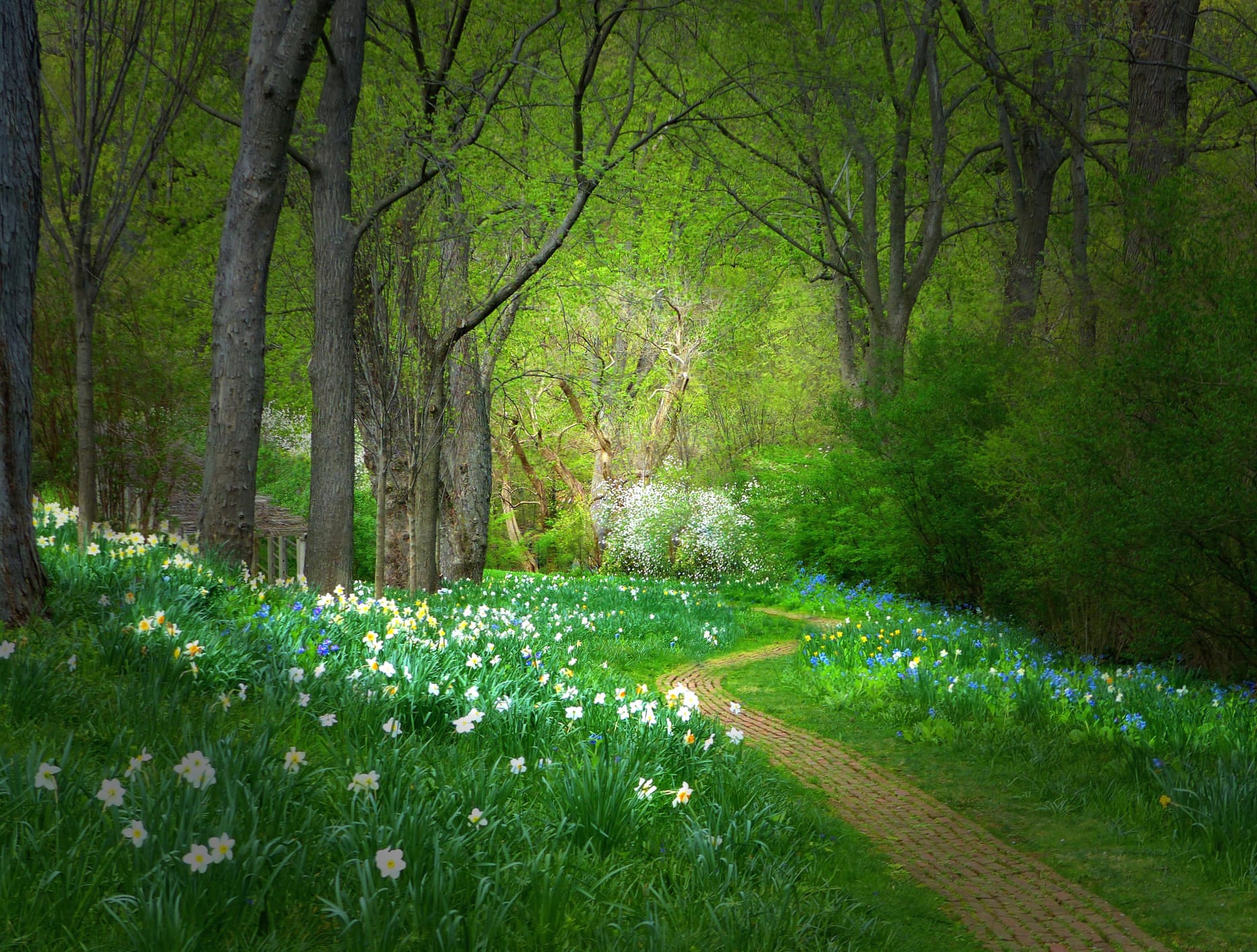 Spring Green Flower Tree Forest Man Made Path wallpapers HD quality