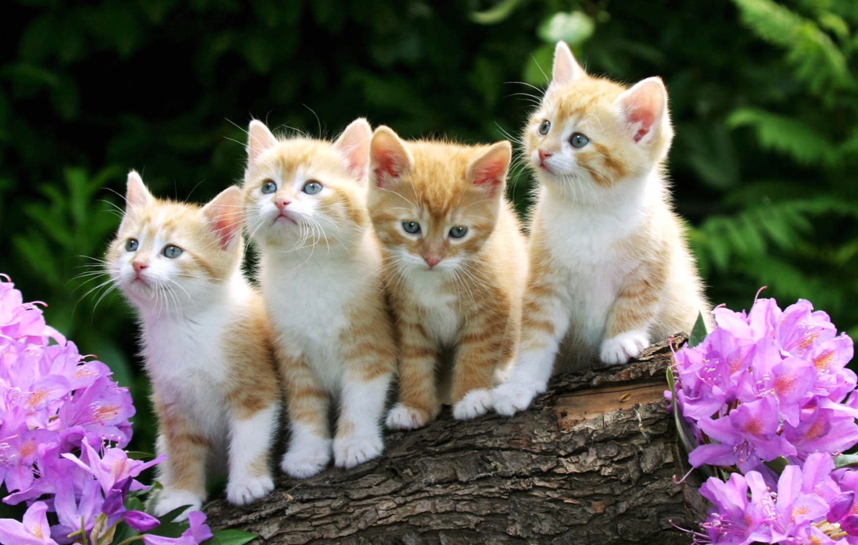 Spring Kitten Cuteness - wallpapers HD quality