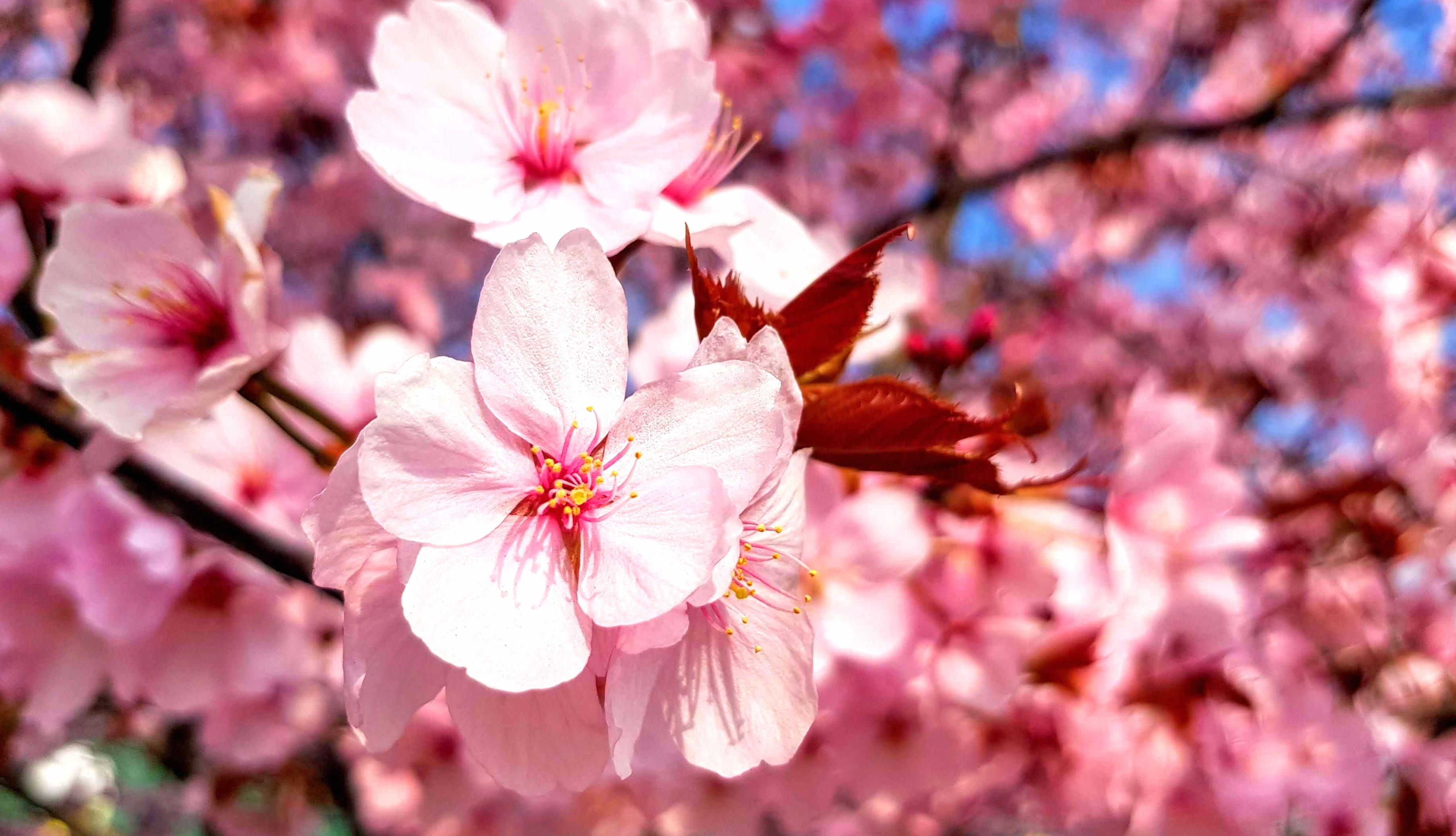 Spring Nature Flower Sakura at 1334 x 750 iPhone 7 size wallpapers HD quality