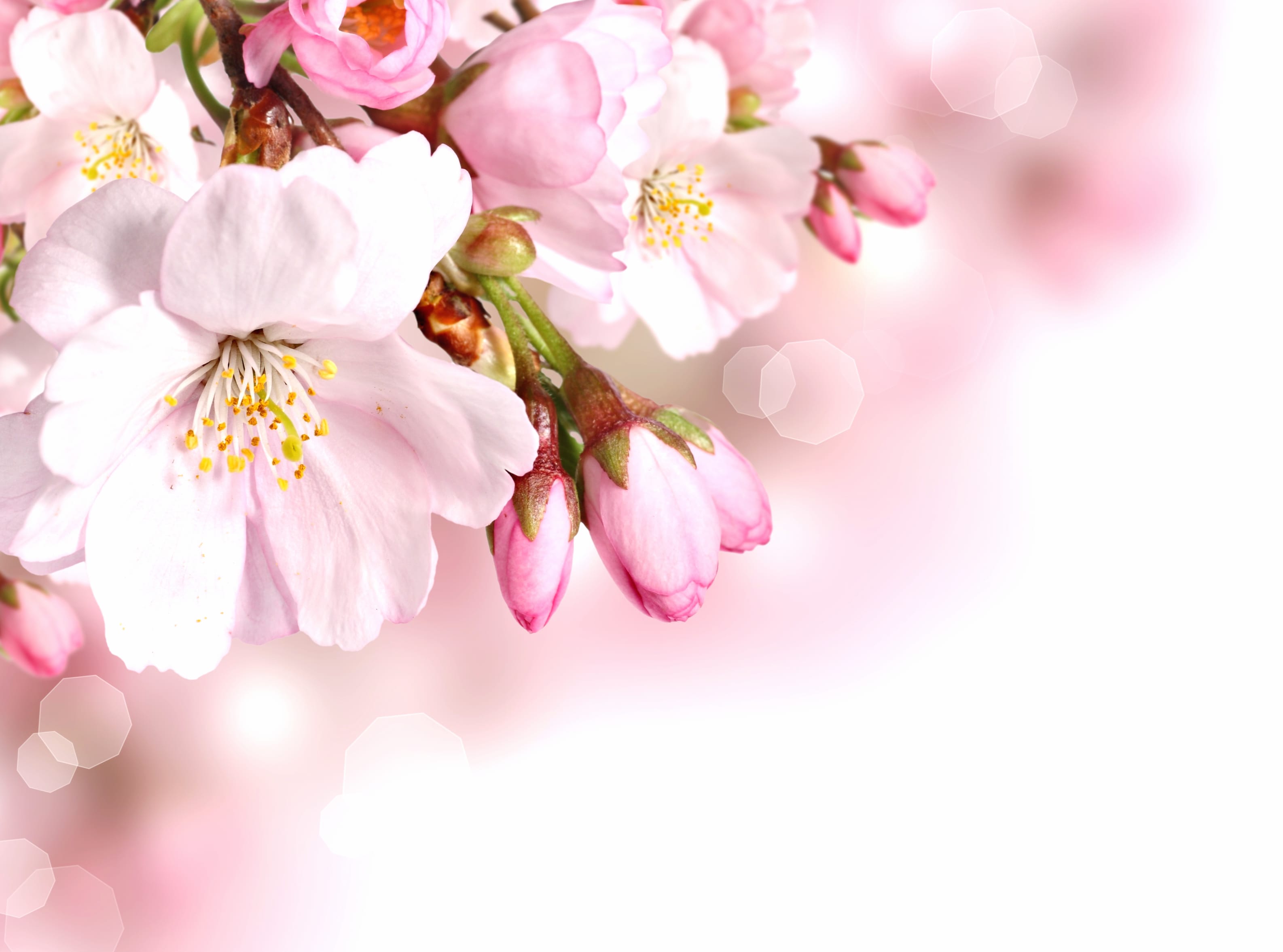 Spring Pink Flower Close-up Flower Nature Blossom at 1600 x 1200 size wallpapers HD quality