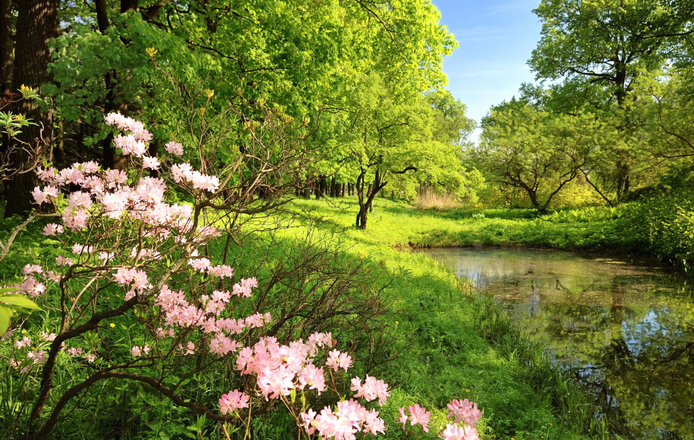 Spring Serenity wallpapers HD quality