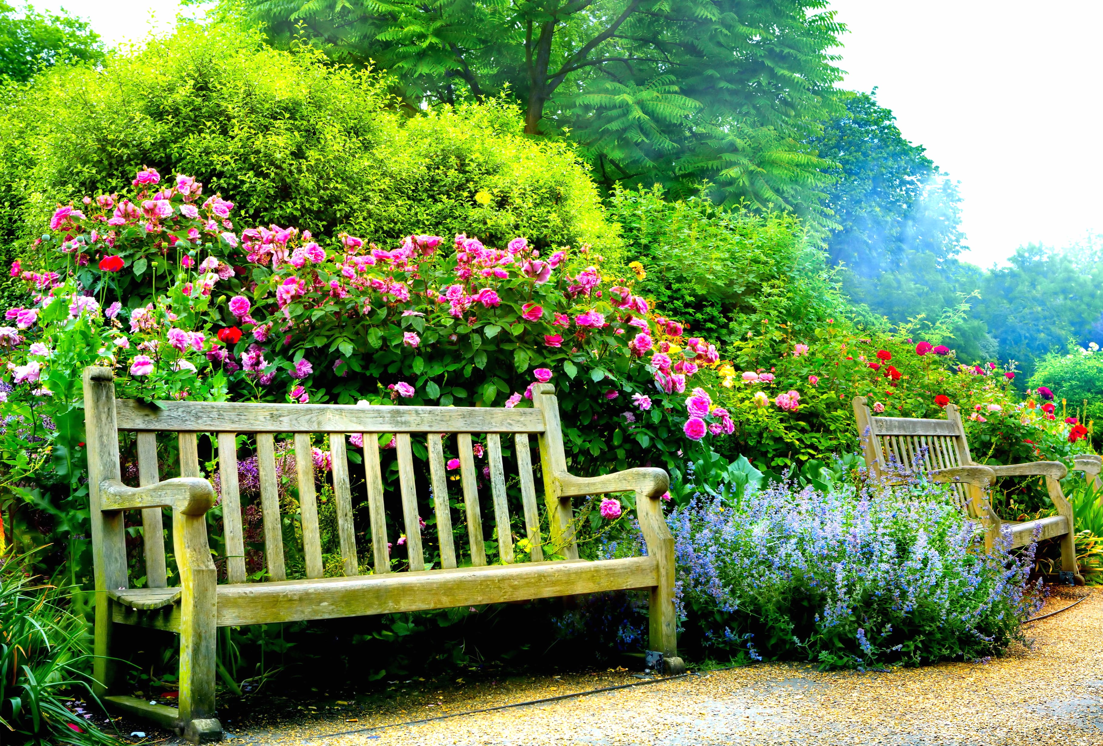 Spring Serenity A of Pink Flowers in the Park wallpapers HD quality