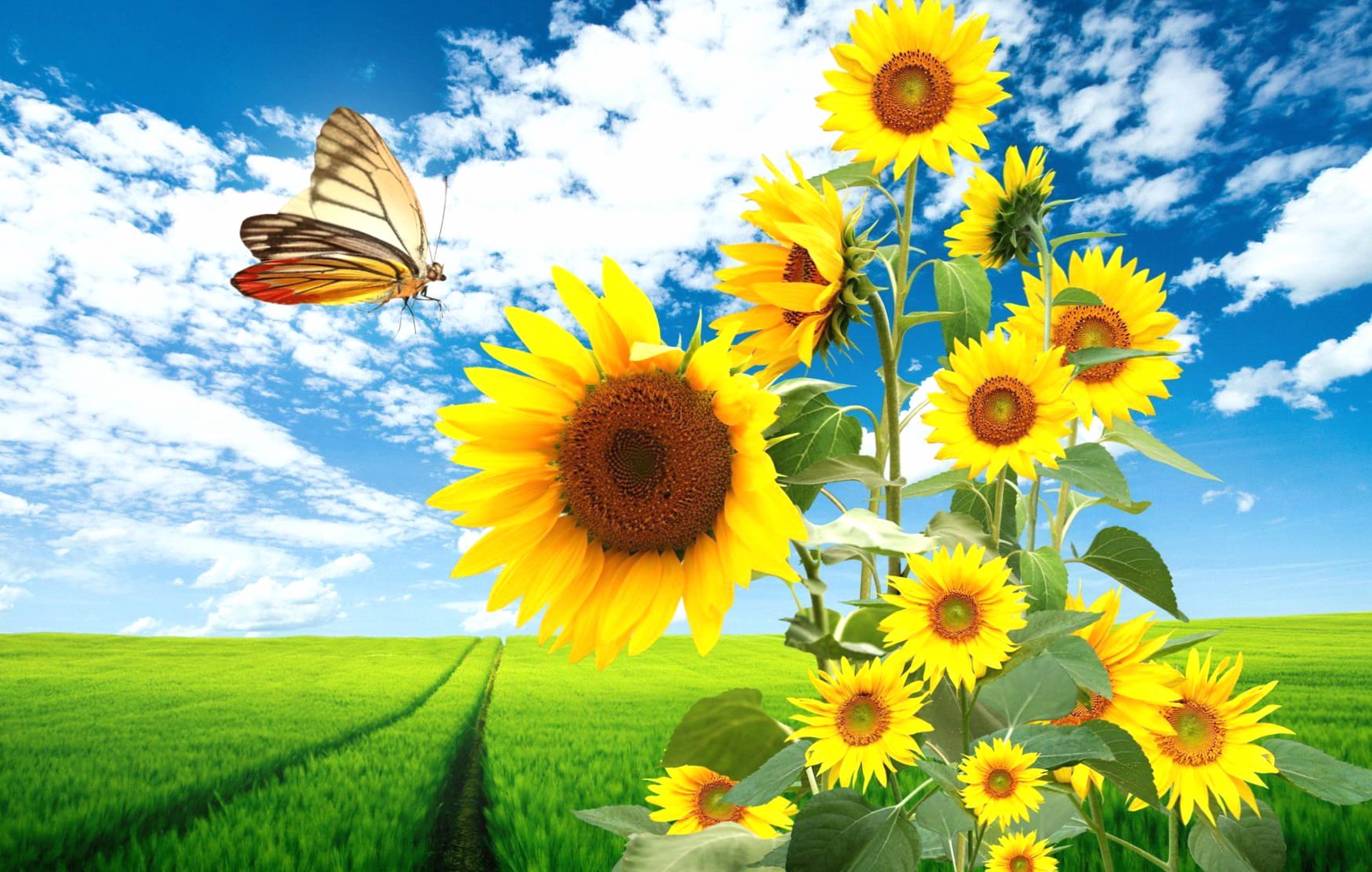 Spring Sunflowers and Butterfly - wallpapers HD quality