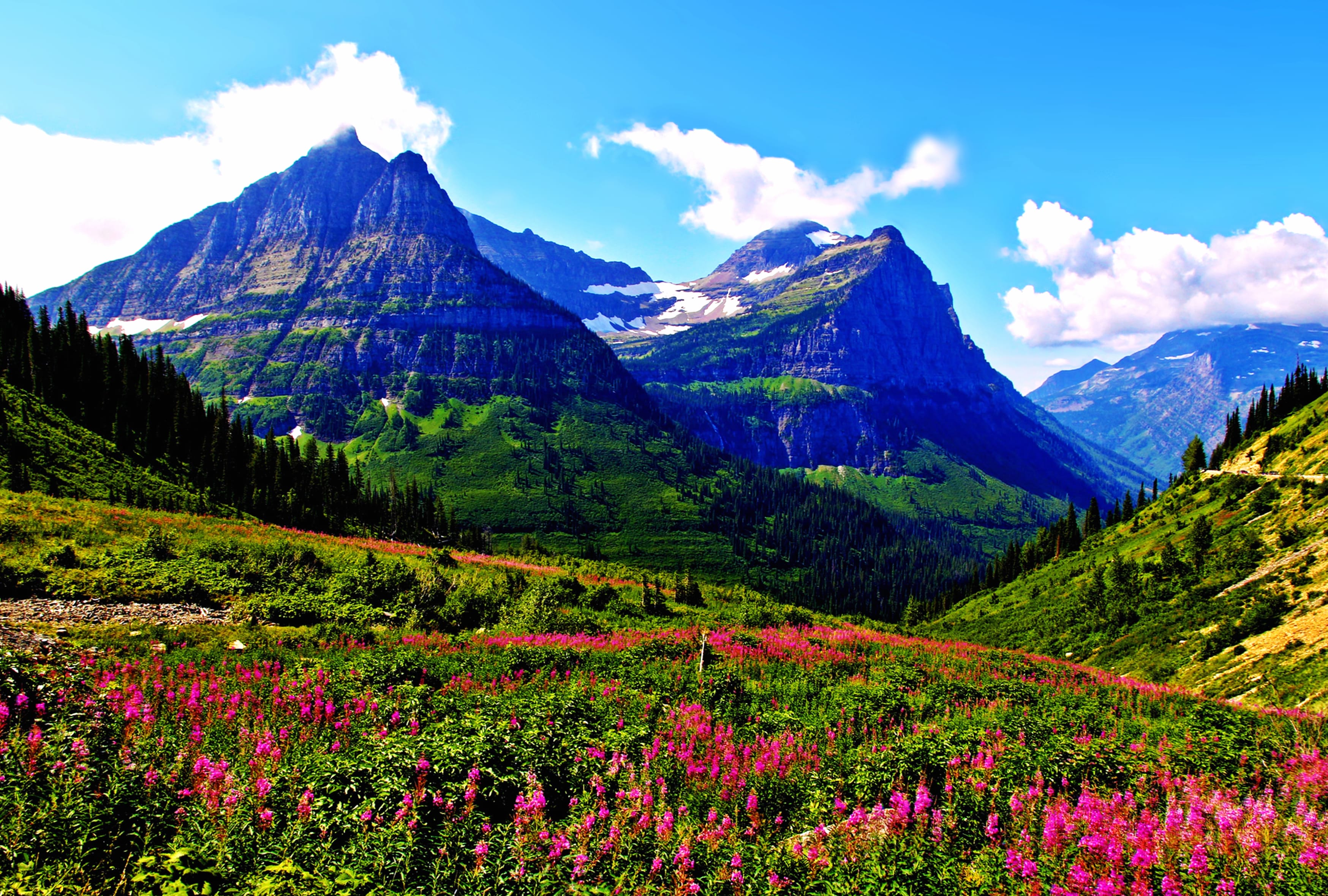 Springtime Bliss HD Mountain Flower Landscape wallpapers HD quality