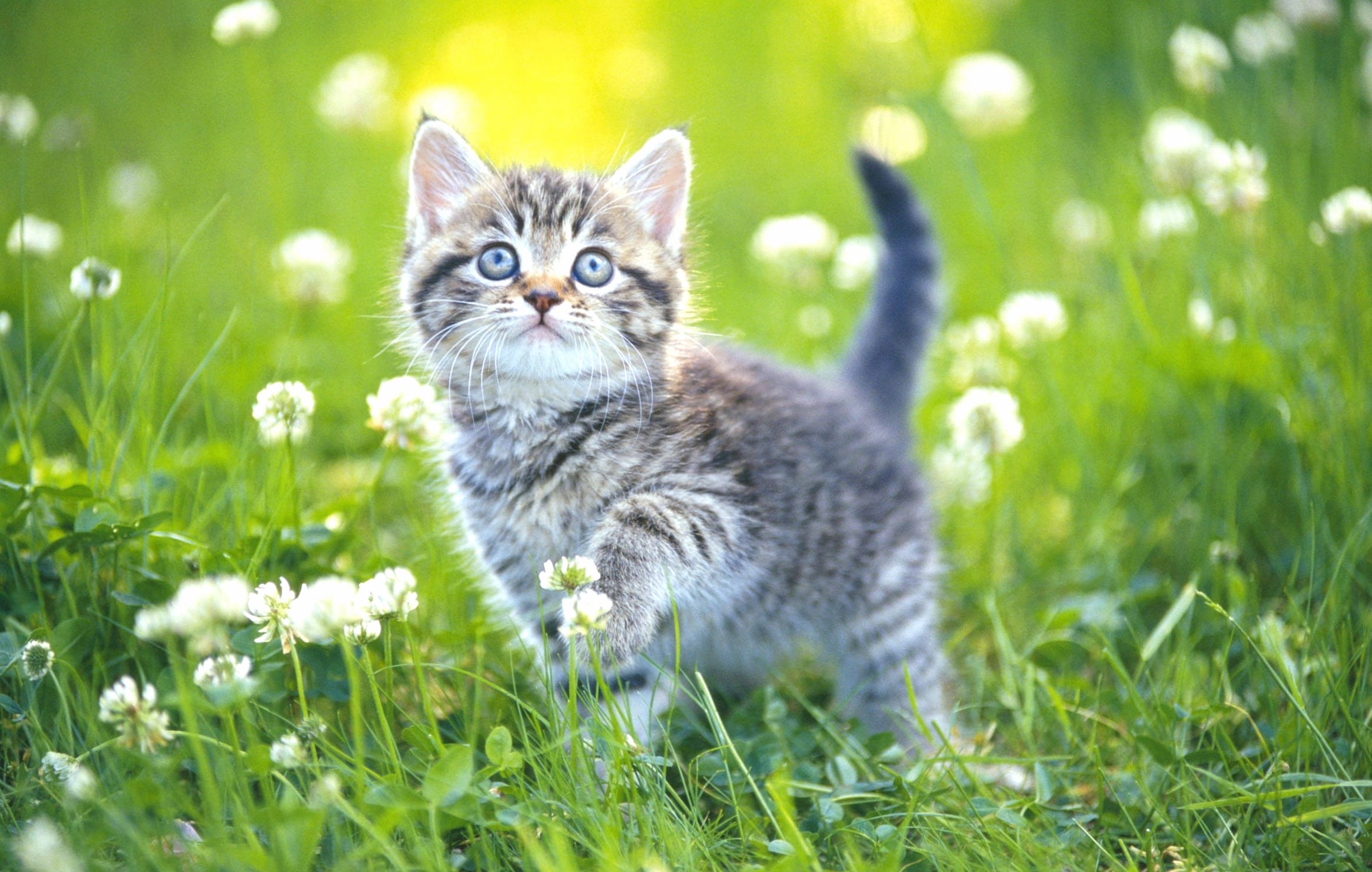 Springtime Kitten Blossom wallpapers HD quality