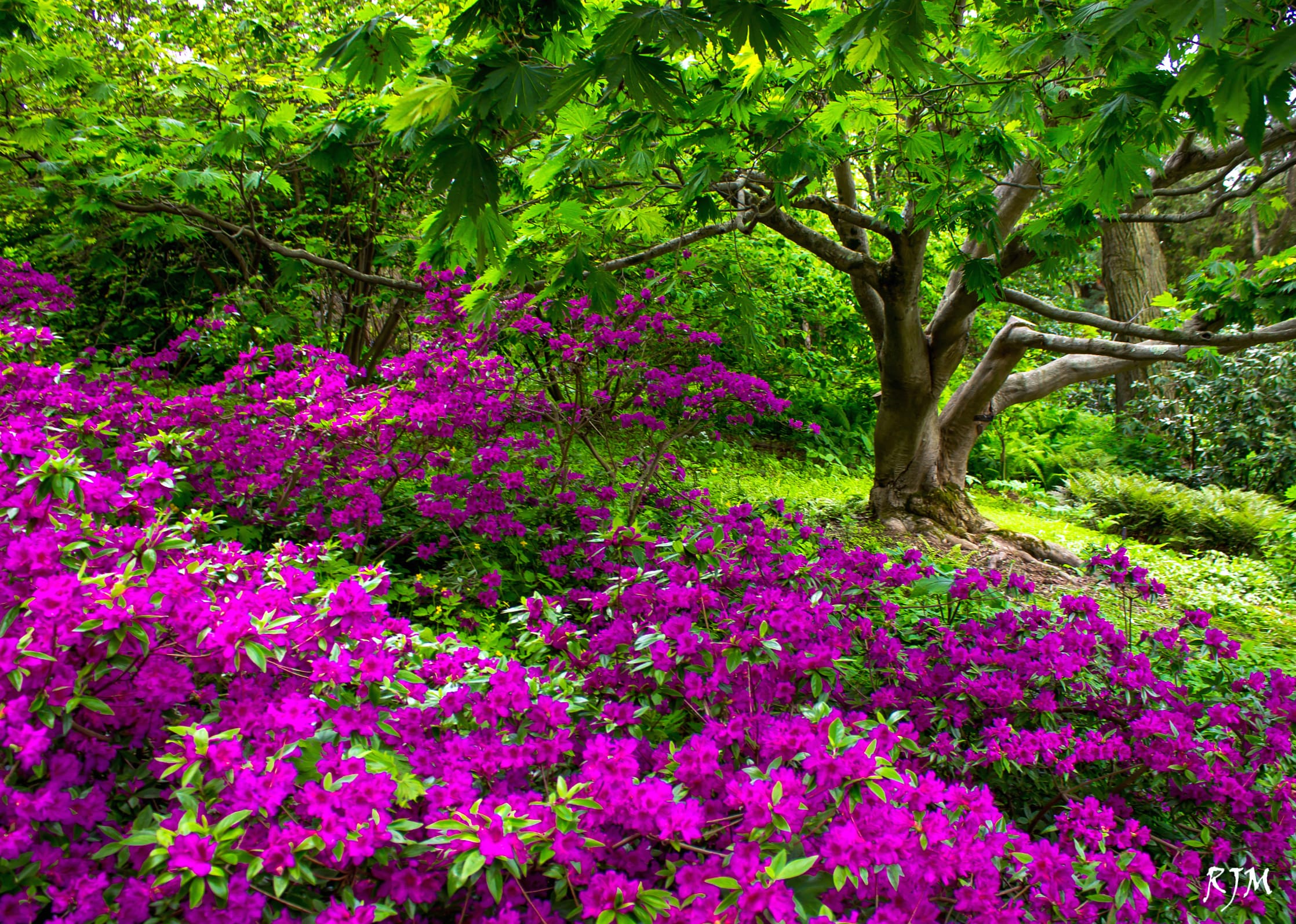 Springtime Purple Blooms wallpapers HD quality