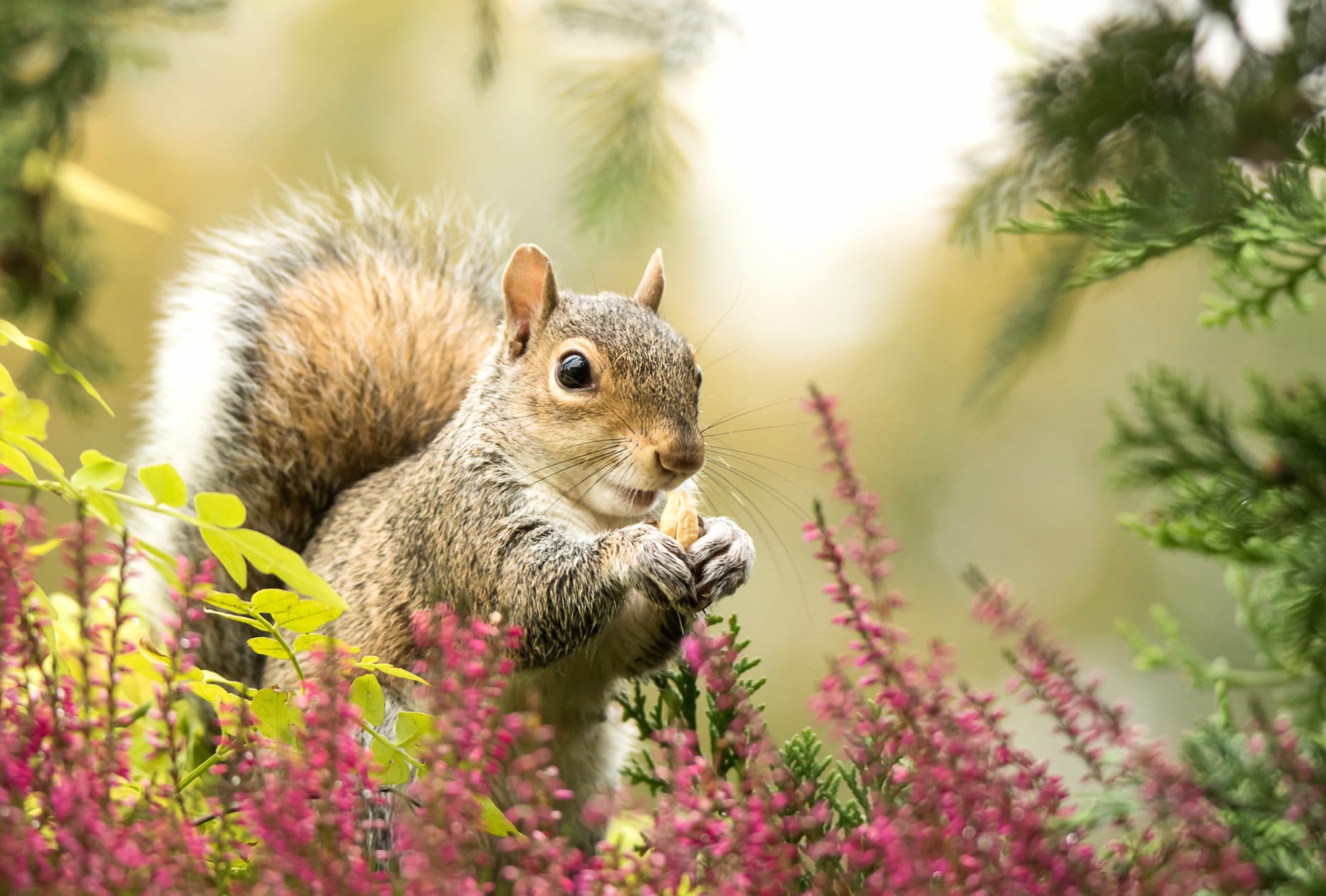 Squirrel Among Blossoms - wallpapers HD quality