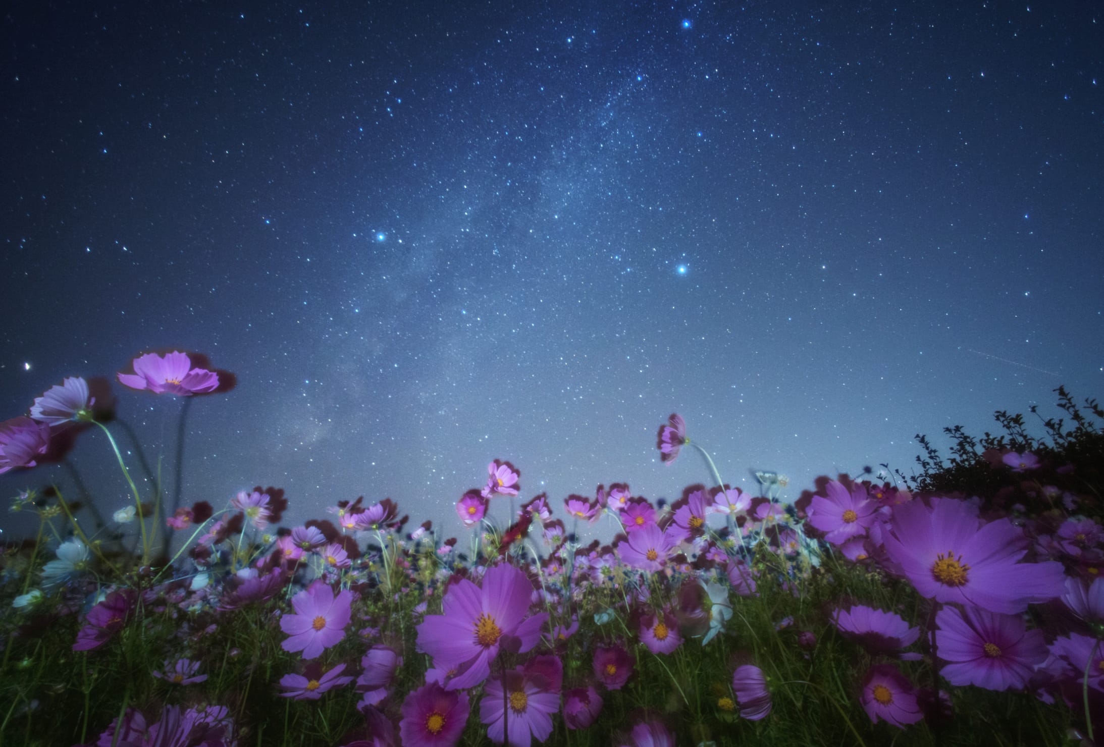 Star Pink Flower Starry Sky Sky Flower Night Nature Cosmos wallpapers HD quality