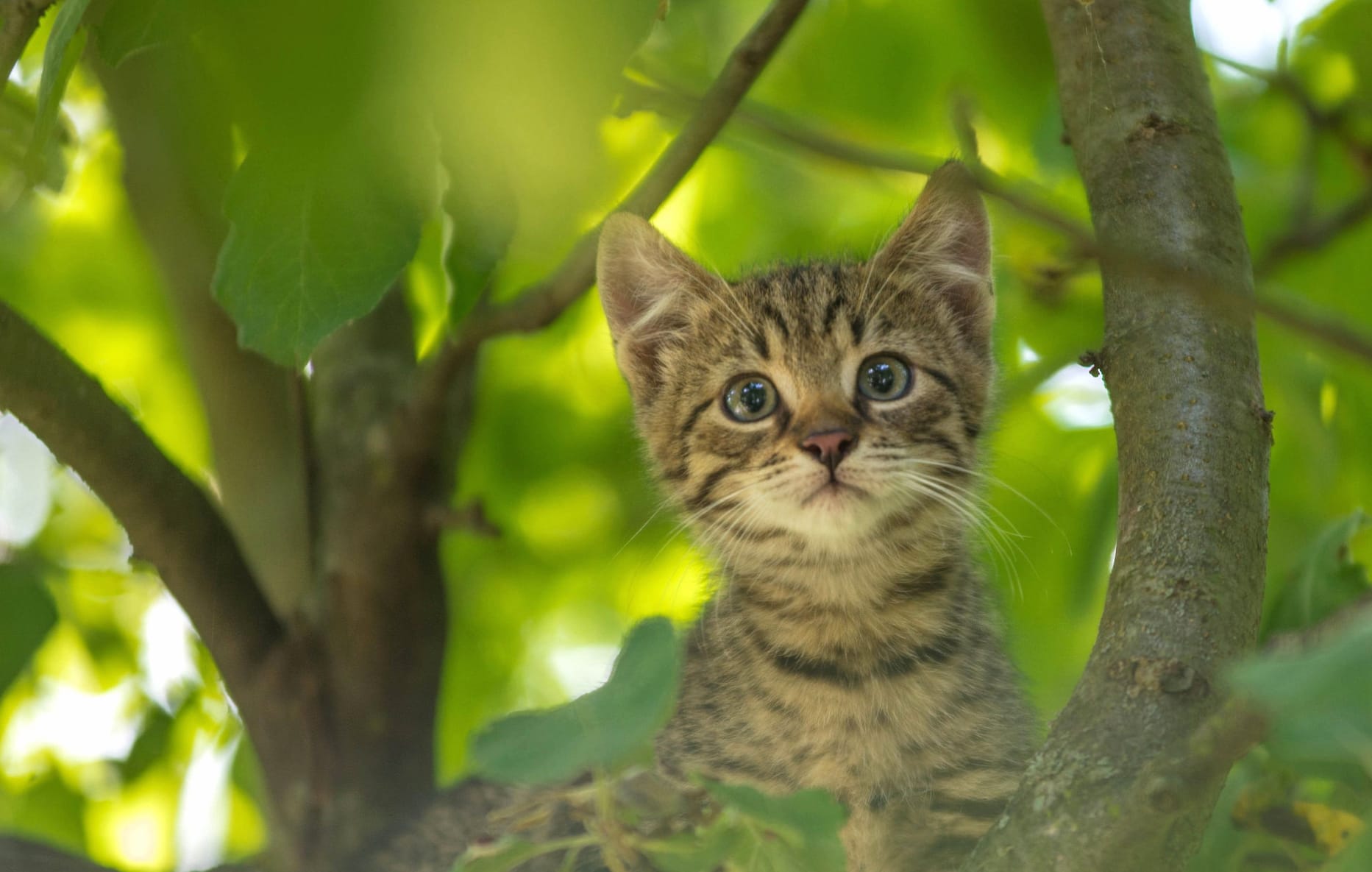 Stare Ba wallpapers HD Stare Ba wallpapers HD quality
