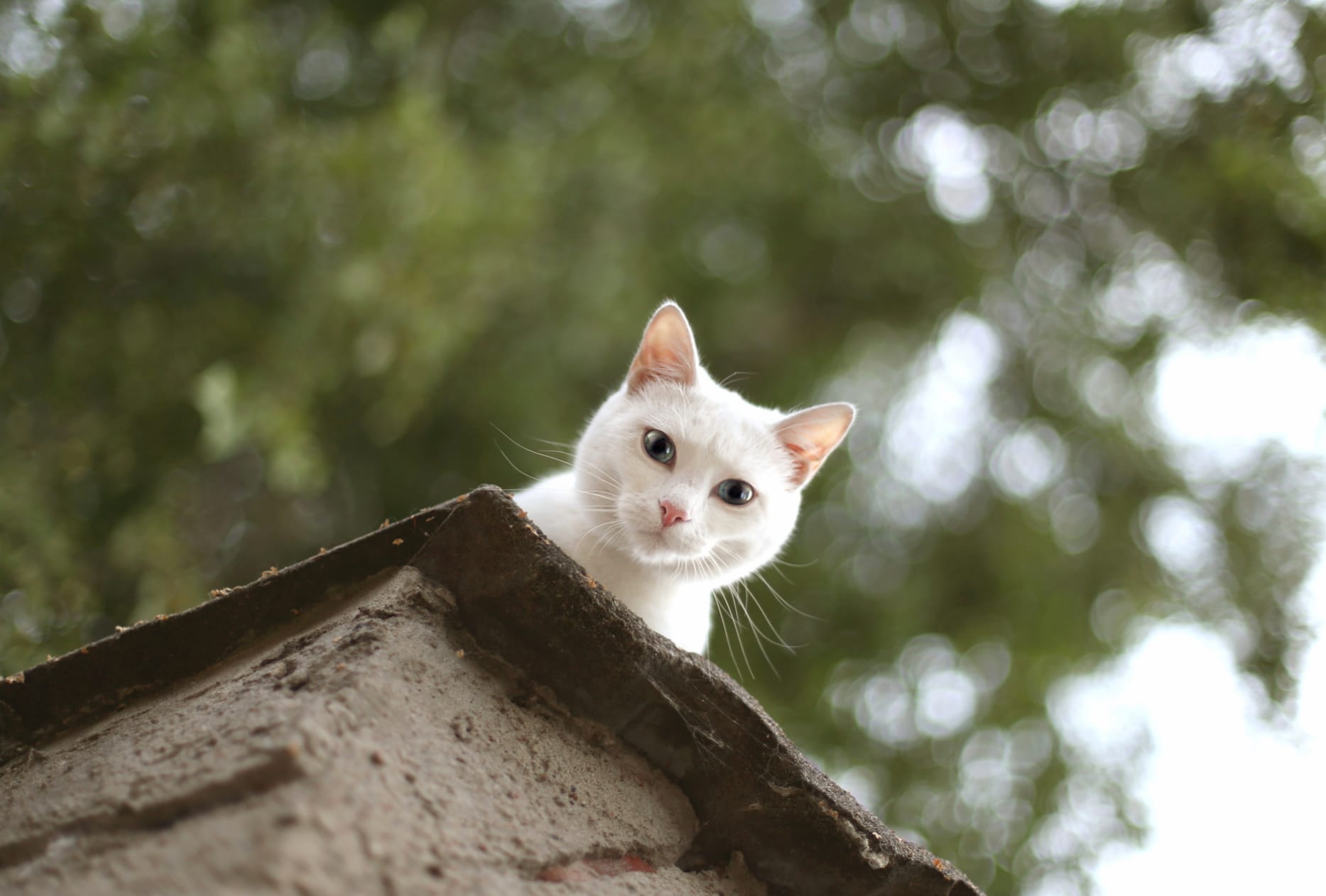 Stare Bokeh Animal Cat wallpapers HD quality