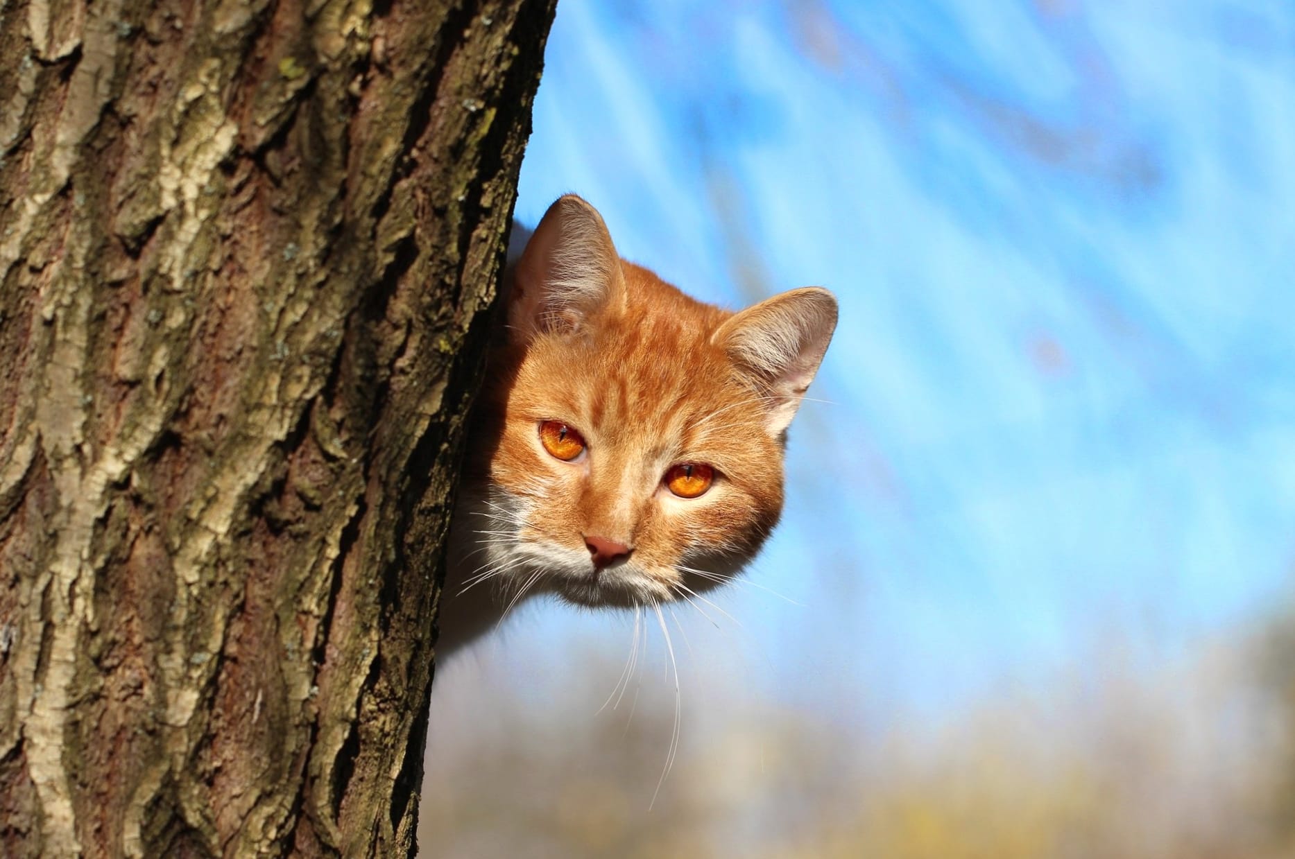 Stare Depth Of Field Animal Cat at 1366 x 768 HD size wallpapers HD quality