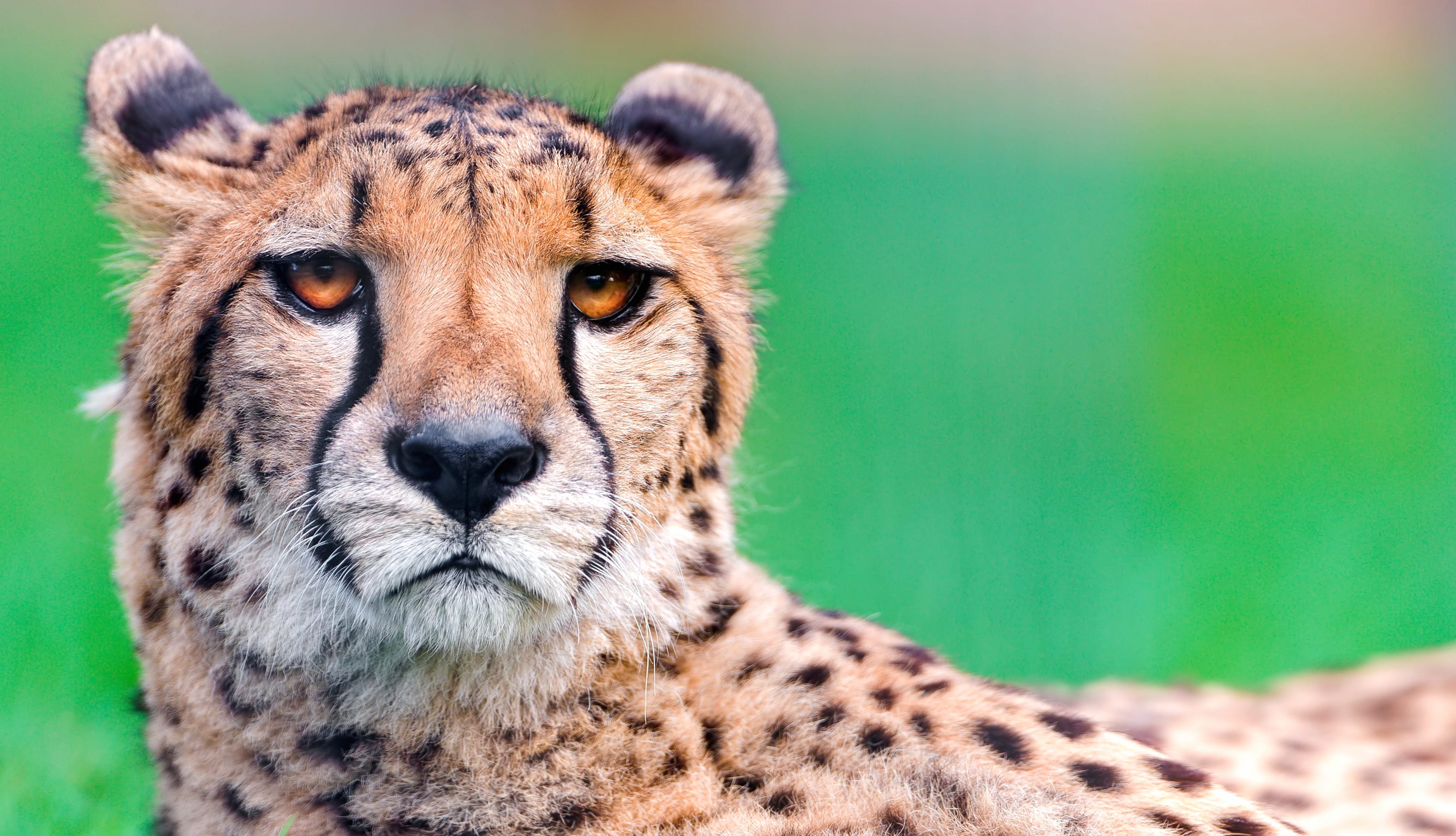 Stare Face Animal Cheetah at 640 x 1136 iPhone 5 size wallpapers HD quality