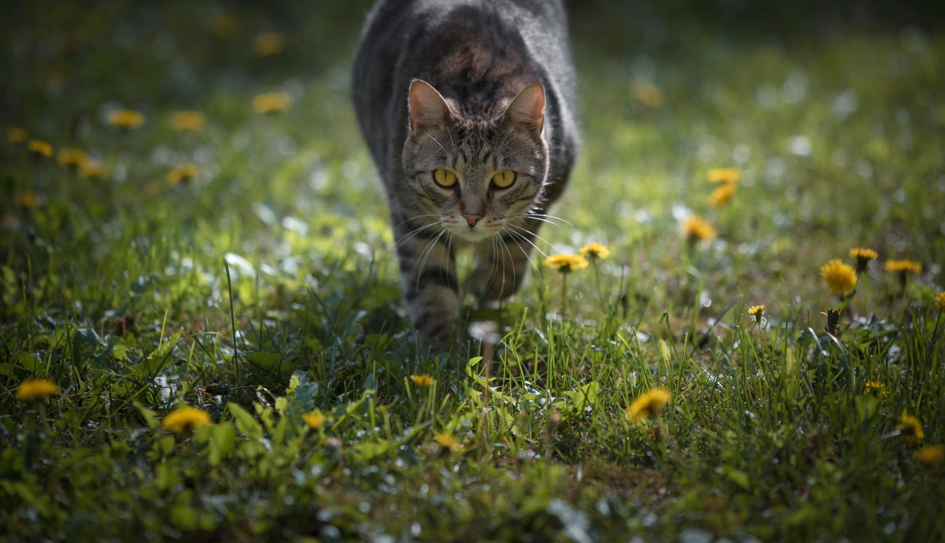 Stare Grass Animal Cat at 1152 x 864 size wallpapers HD quality