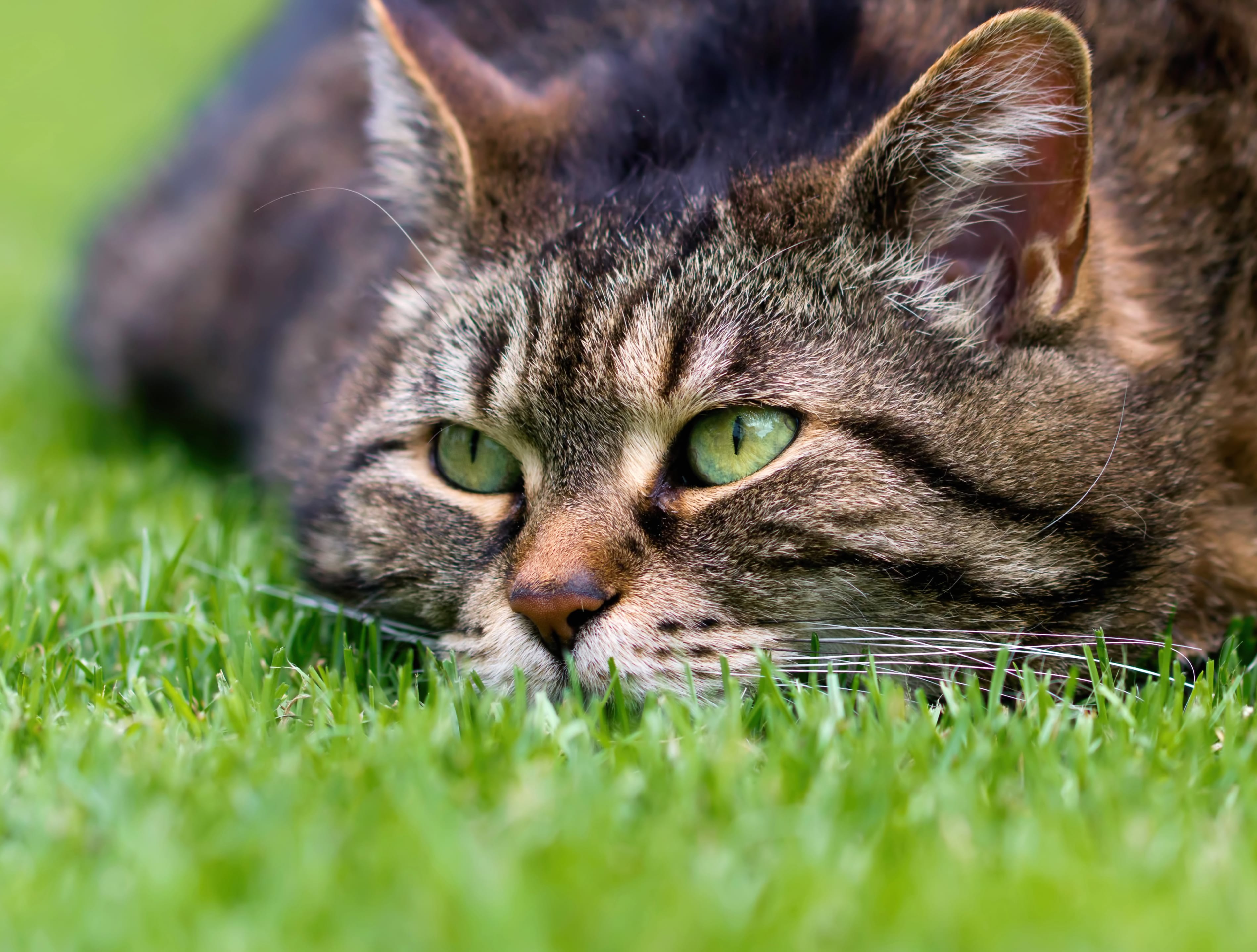 Stare Muzzle Grass Animal Cat wallpapers HD quality