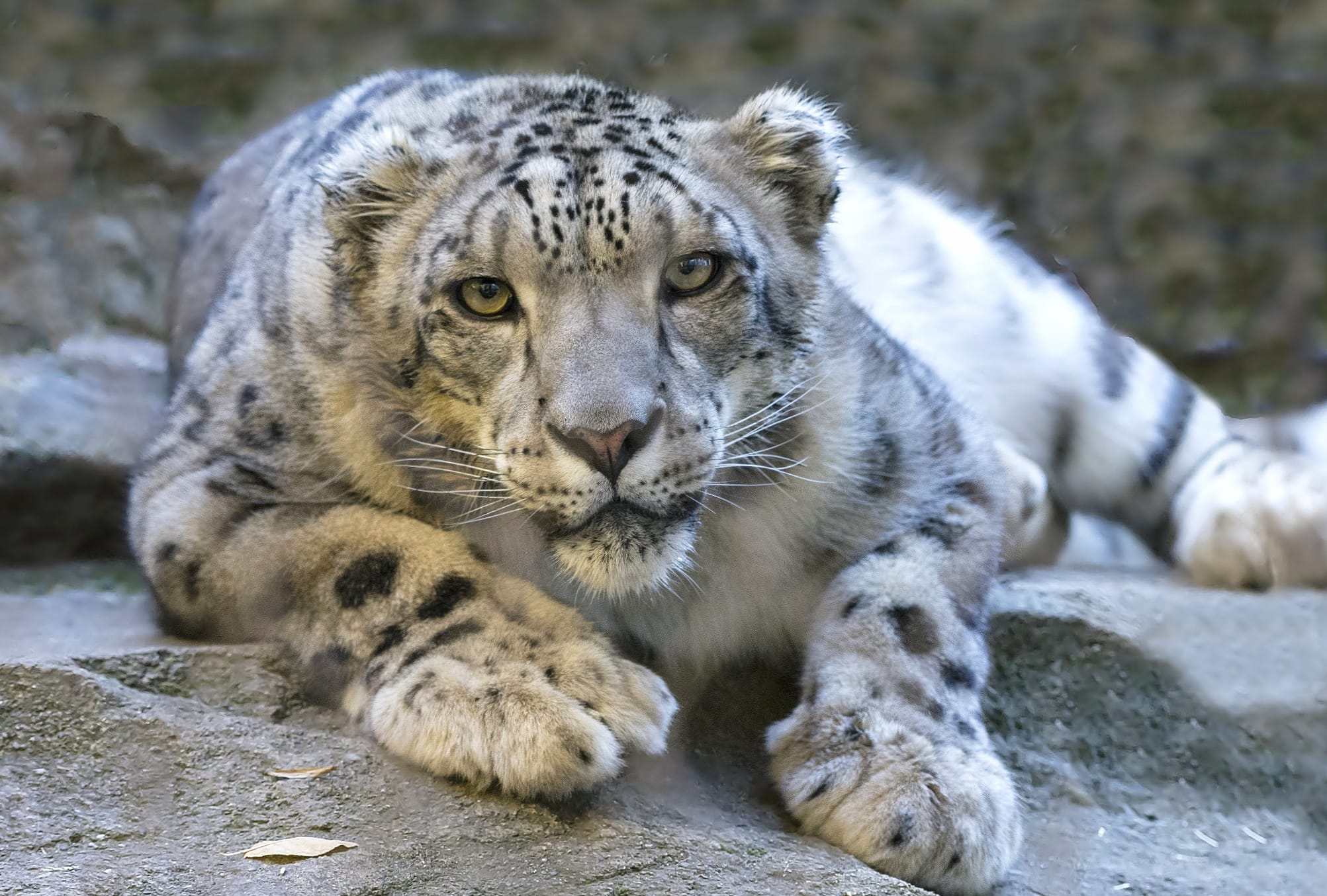 Stare Wildcat Cat Animal Snow Leopard wallpapers HD Stare Wildcat Cat Animal Snow Leopard wallpapers HD quality