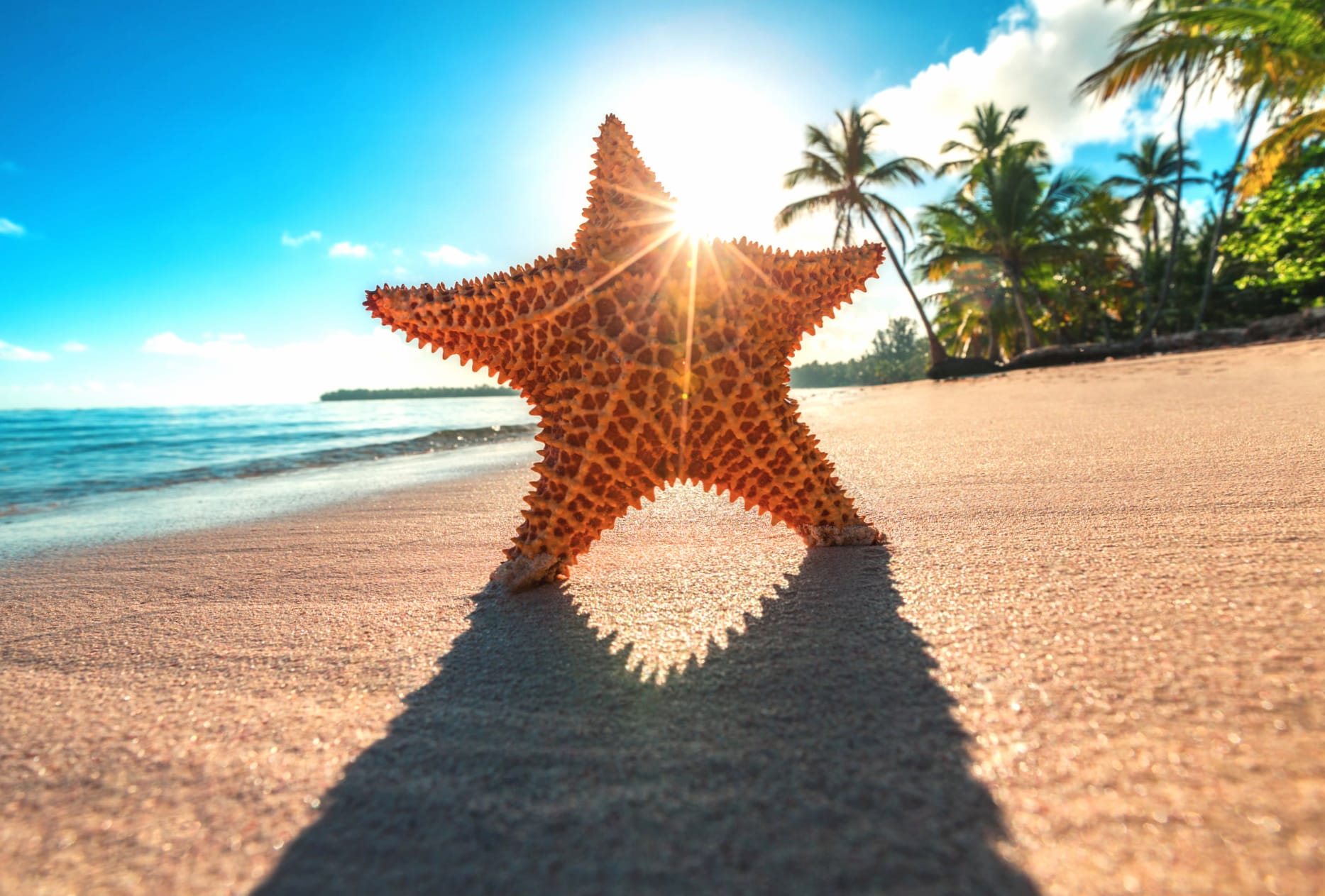 Starfish on Sandy Beach wallpapers HD quality