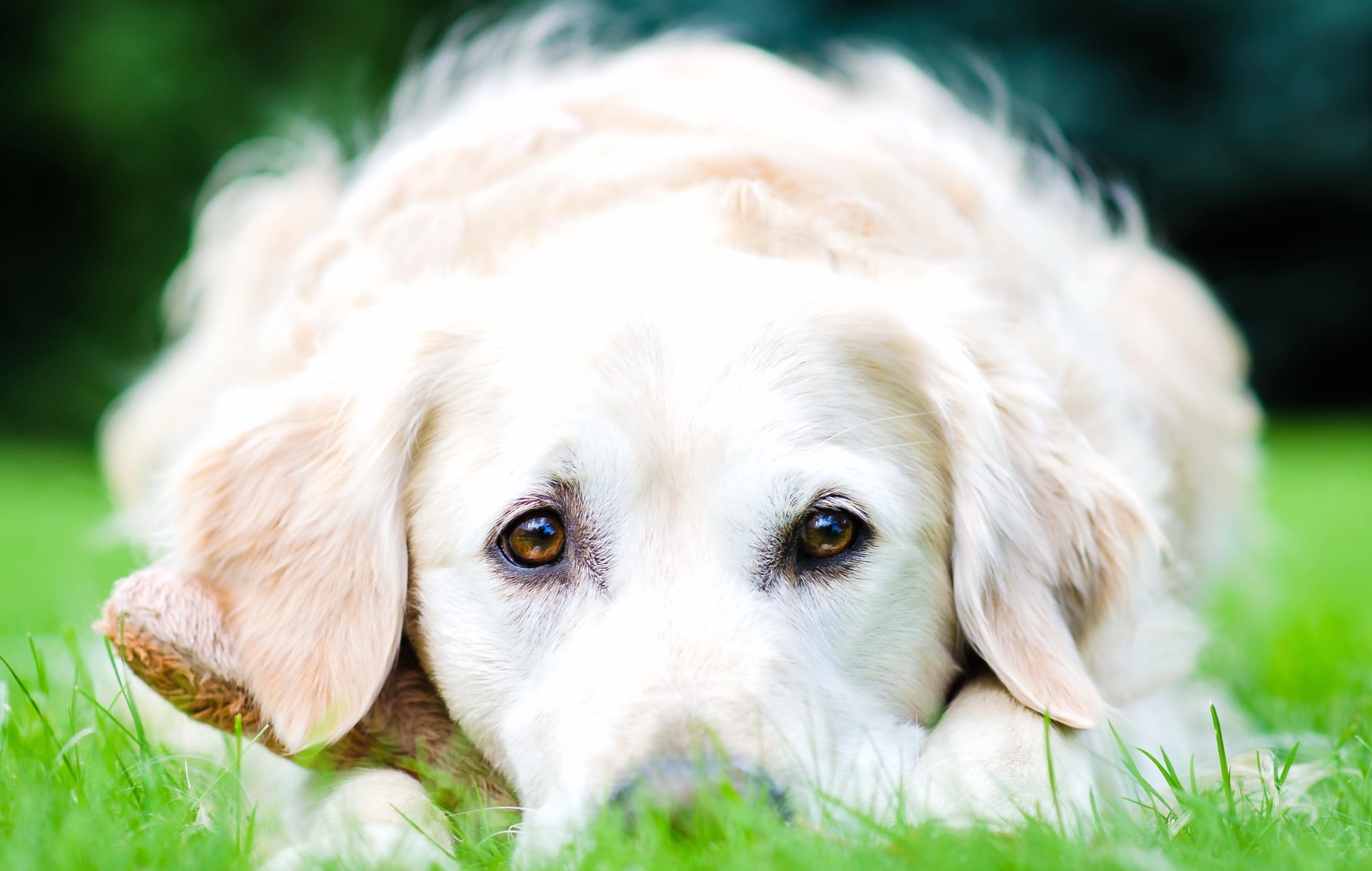 Staring Golden Retriever on Grass - at 2048 x 2048 iPad size wallpapers HD quality