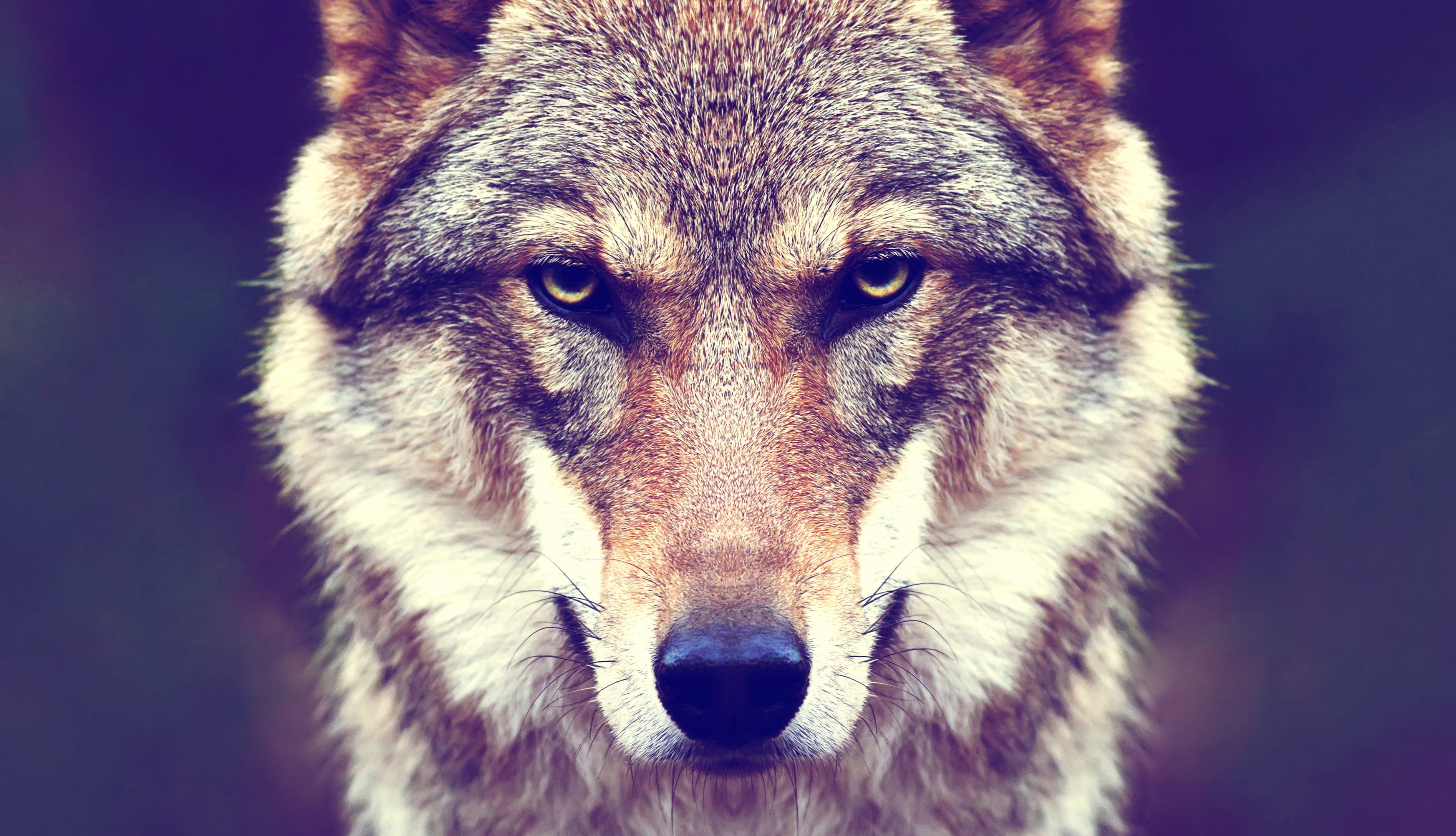 Staring Wolf wallpapers HD quality