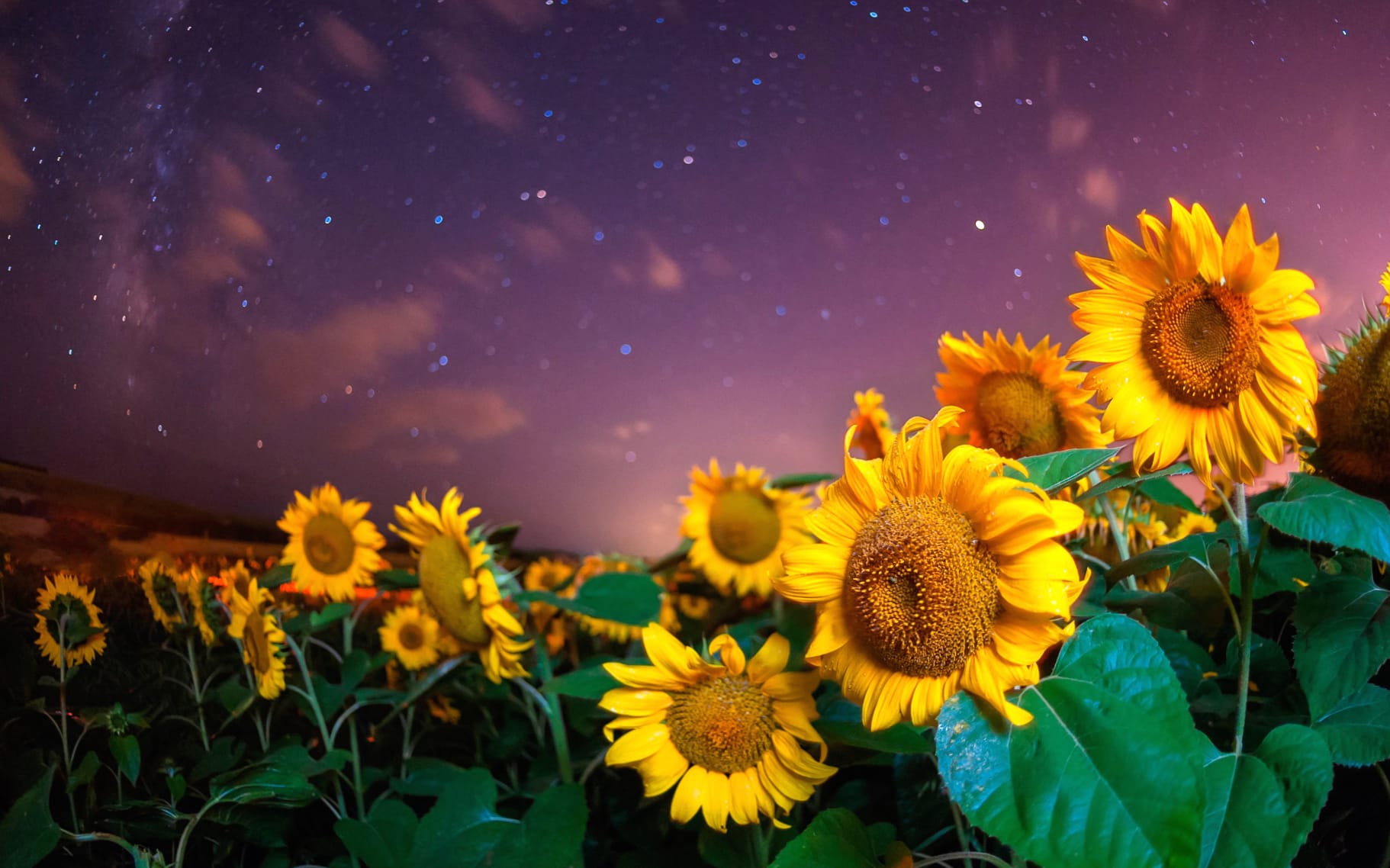 Starry Sky Sky Night Yellow Flower Flower Summer Nature Sunflower at 1600 x 1200 size wallpapers HD quality