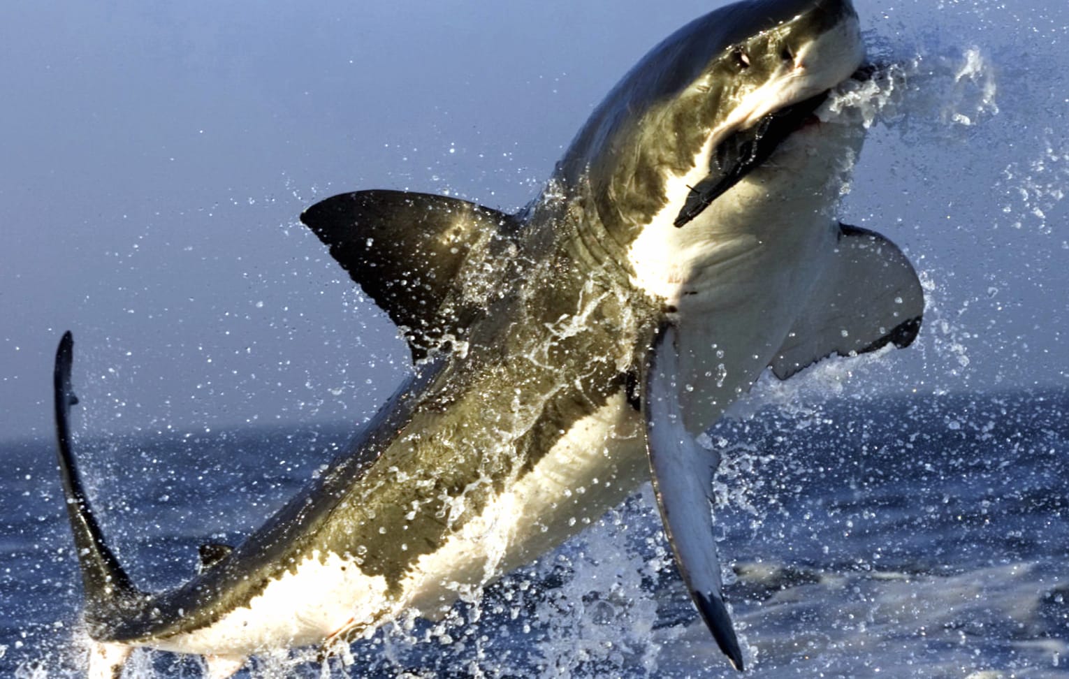 Striking Great White Shark at 1280 x 720 HD size wallpapers HD quality