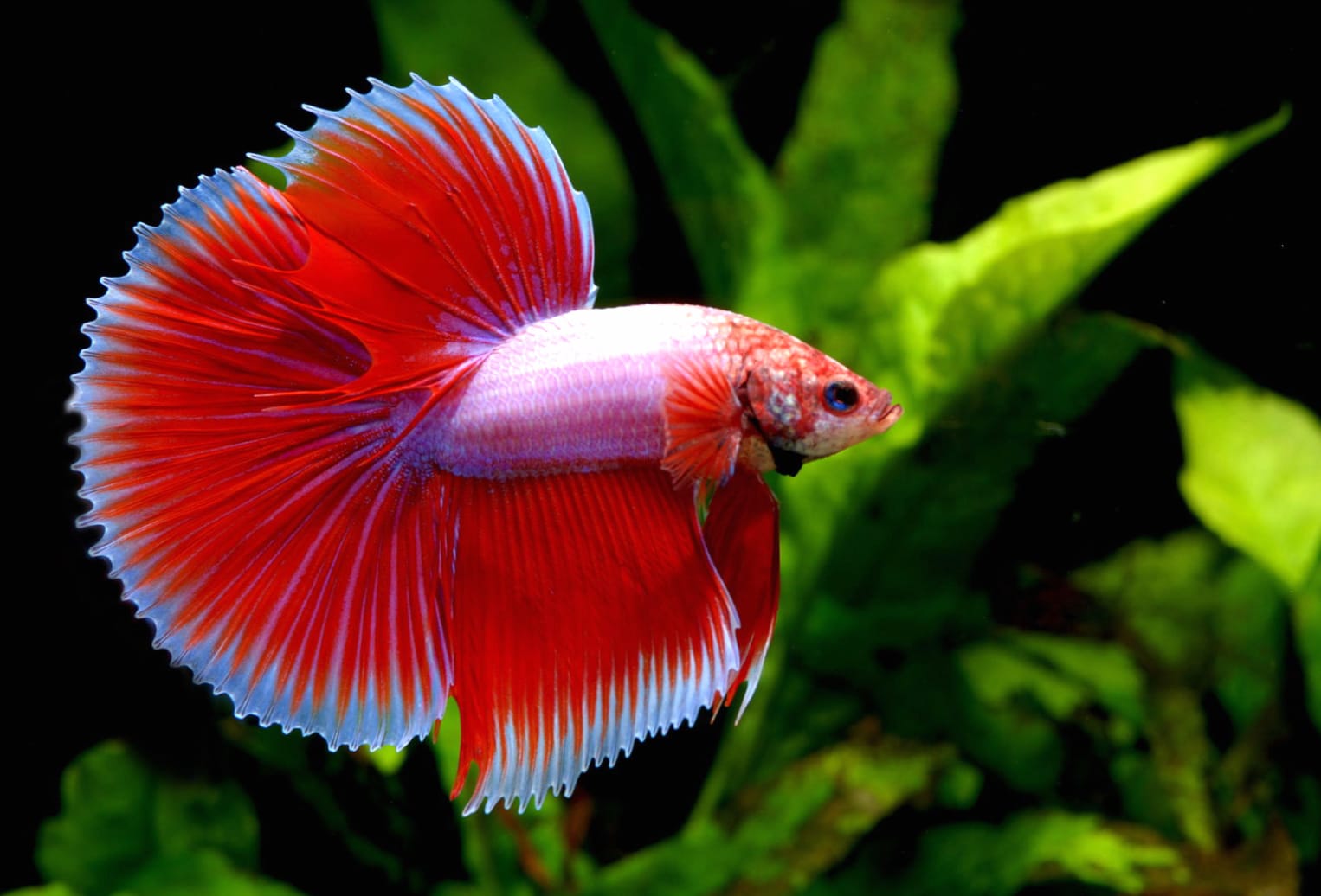 Stunning Betta Fish at 1600 x 1200 size wallpapers HD quality