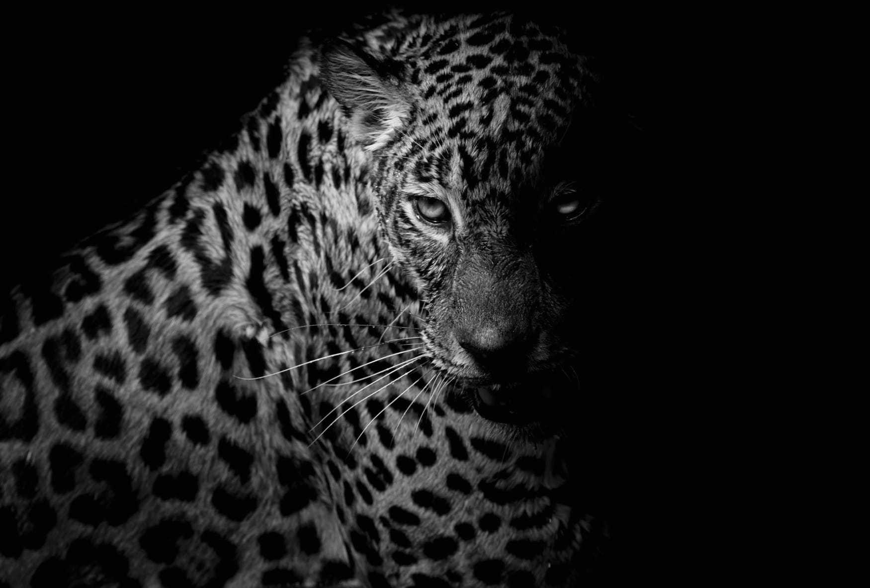 Stunning Black & White Leopard wallpapers HD quality