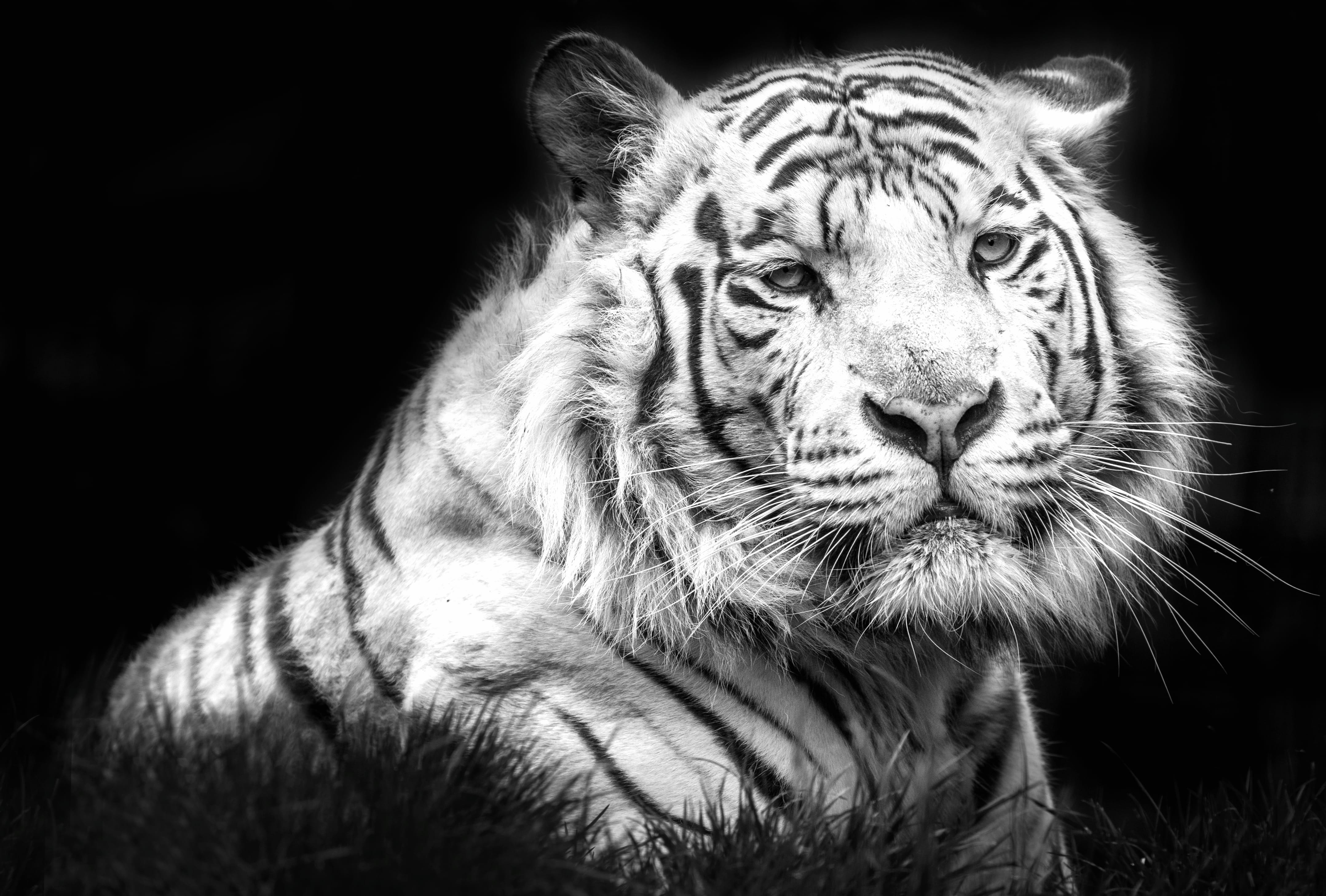 Stunning Black & White White Tiger – wallpapers HD quality