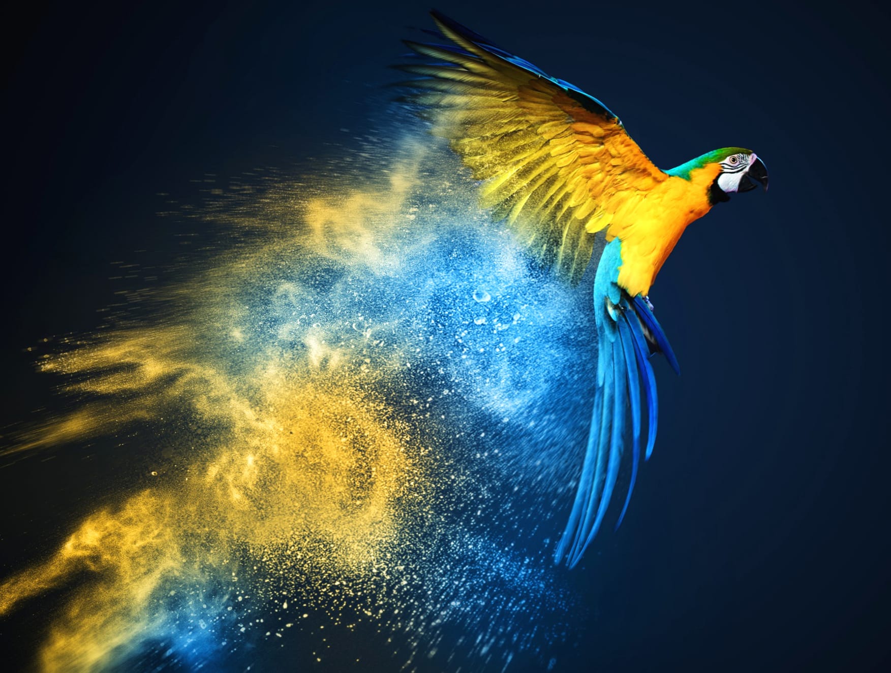 Stunning Blue-and-Yellow Macaw wallpapers HD Stunning Blue-and-Yellow Macaw wallpapers HD quality