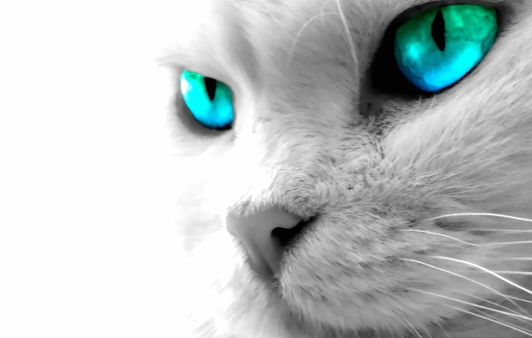 Stunning Blue-Eyed Cat wallpapers HD quality