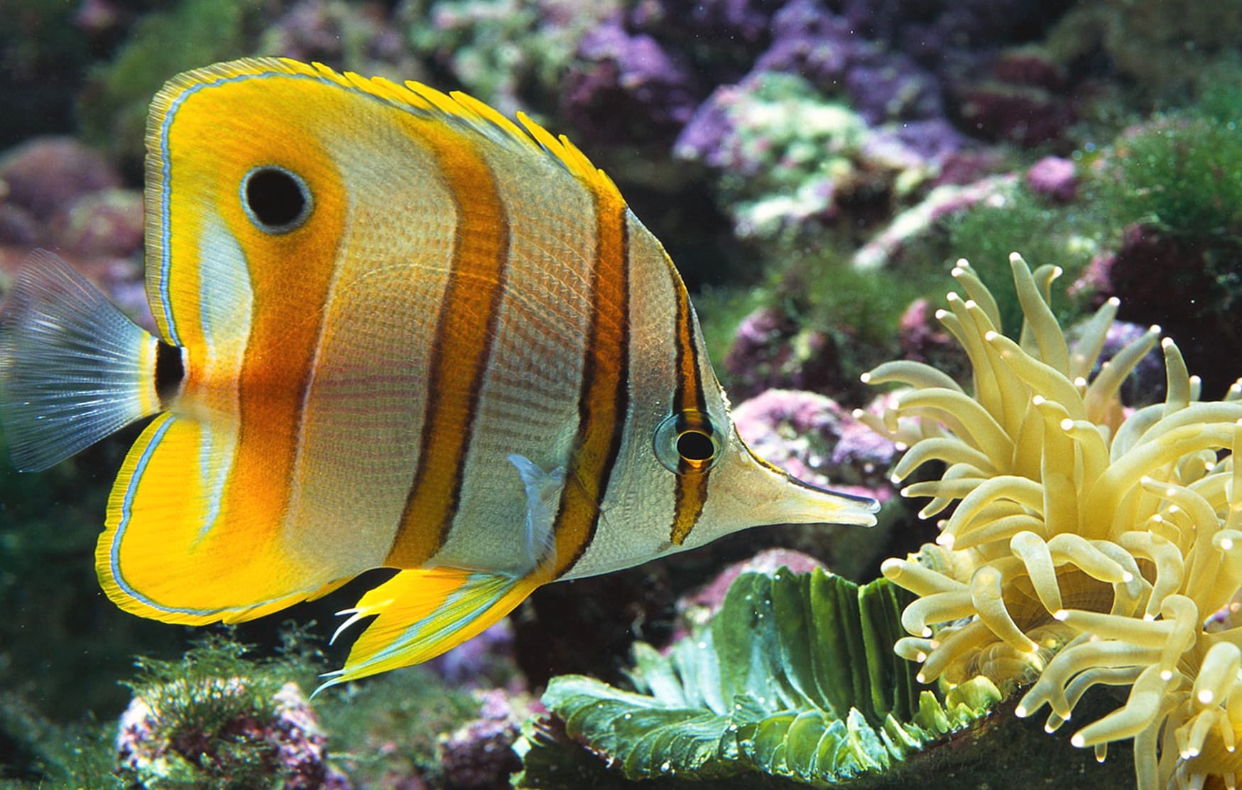 Stunning Butterflyfish for Aquatic Lovers wallpapers HD quality