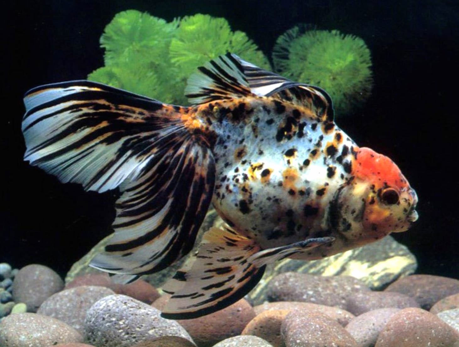 Stunning Goldfish at 320 x 480 iPhone size wallpapers HD quality