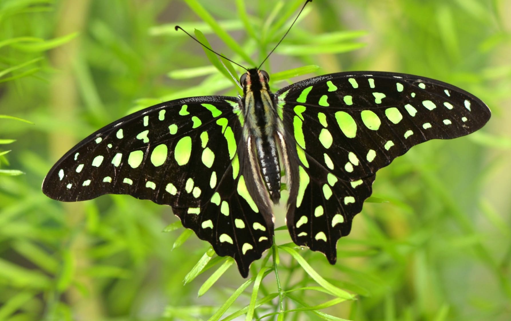 Stunning Green Butterfly at 1536 x 864 HD size wallpapers HD quality