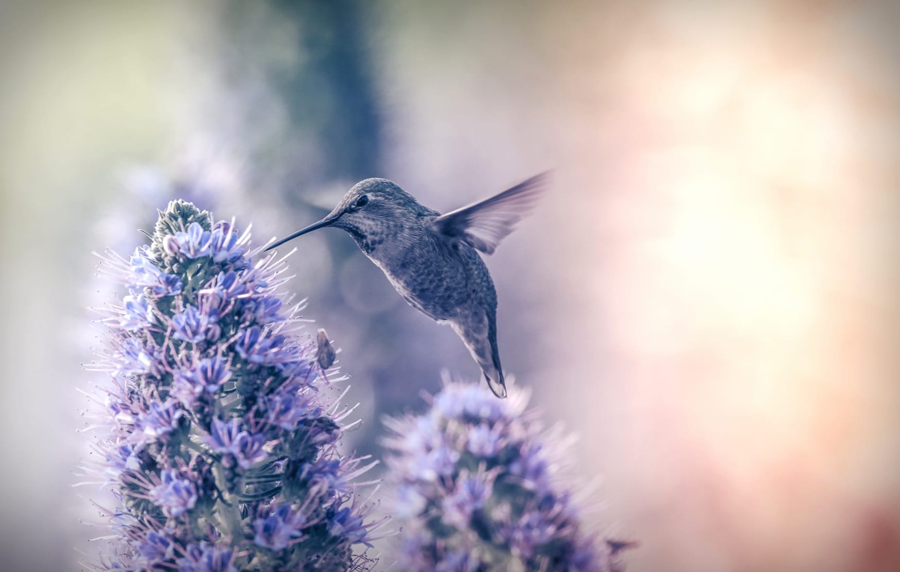 Stunning Hummingbird in Blooming Flowers wallpapers HD Stunning Hummingbird in Blooming Flowers wallpapers HD quality