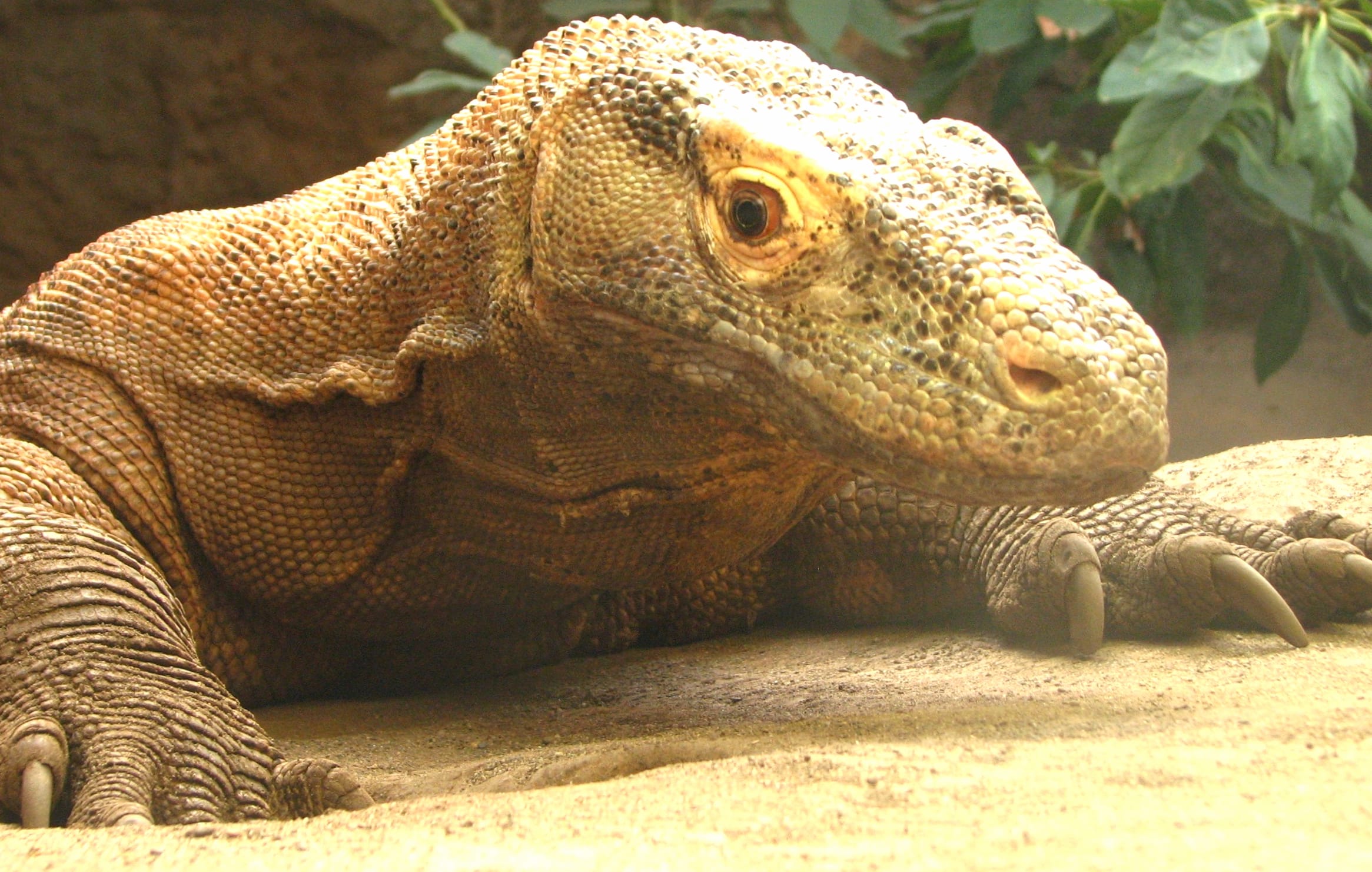 Stunning Komodo Dragon wallpapers HD quality