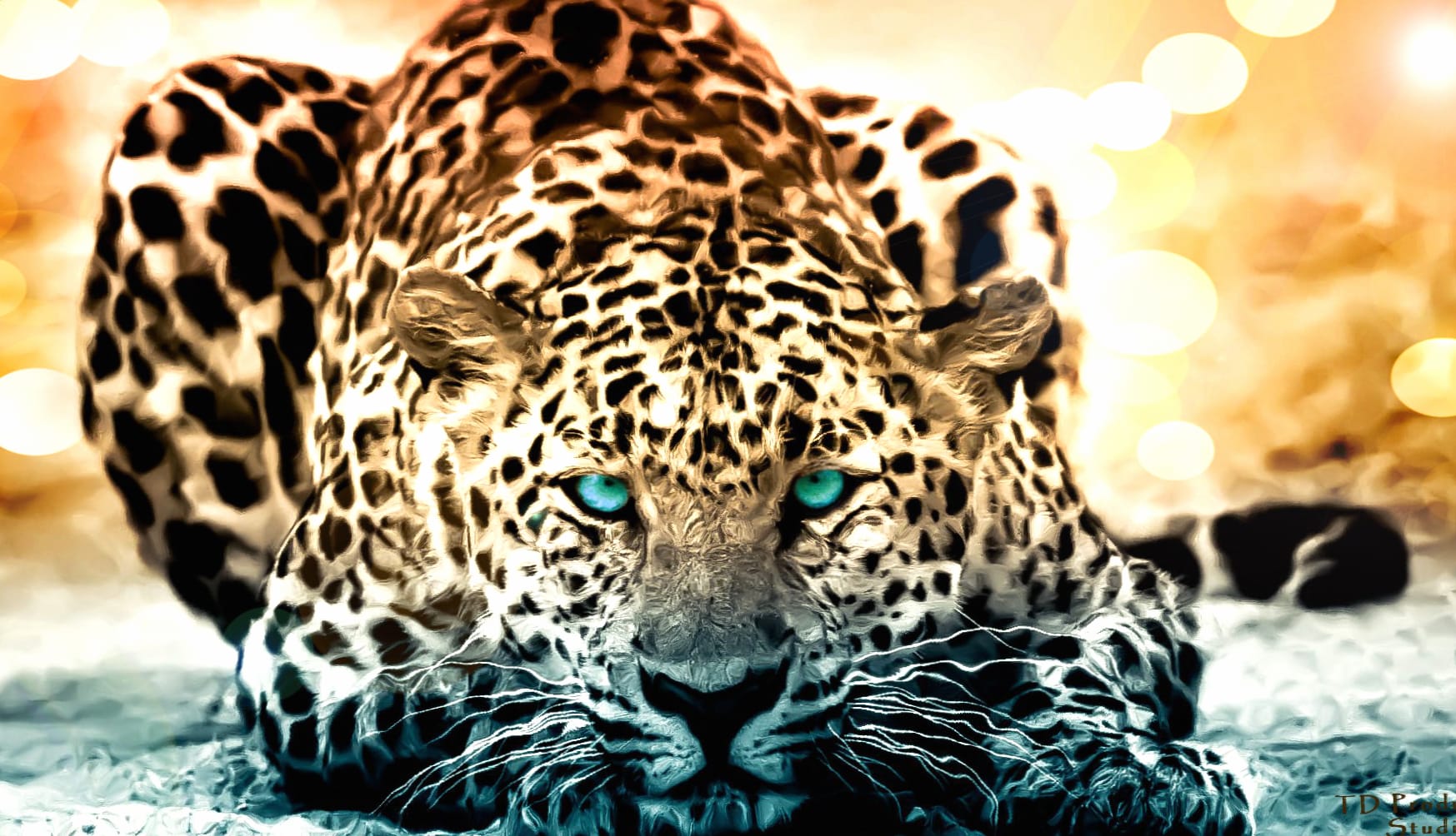 Stunning Leopard wallpapers HD quality