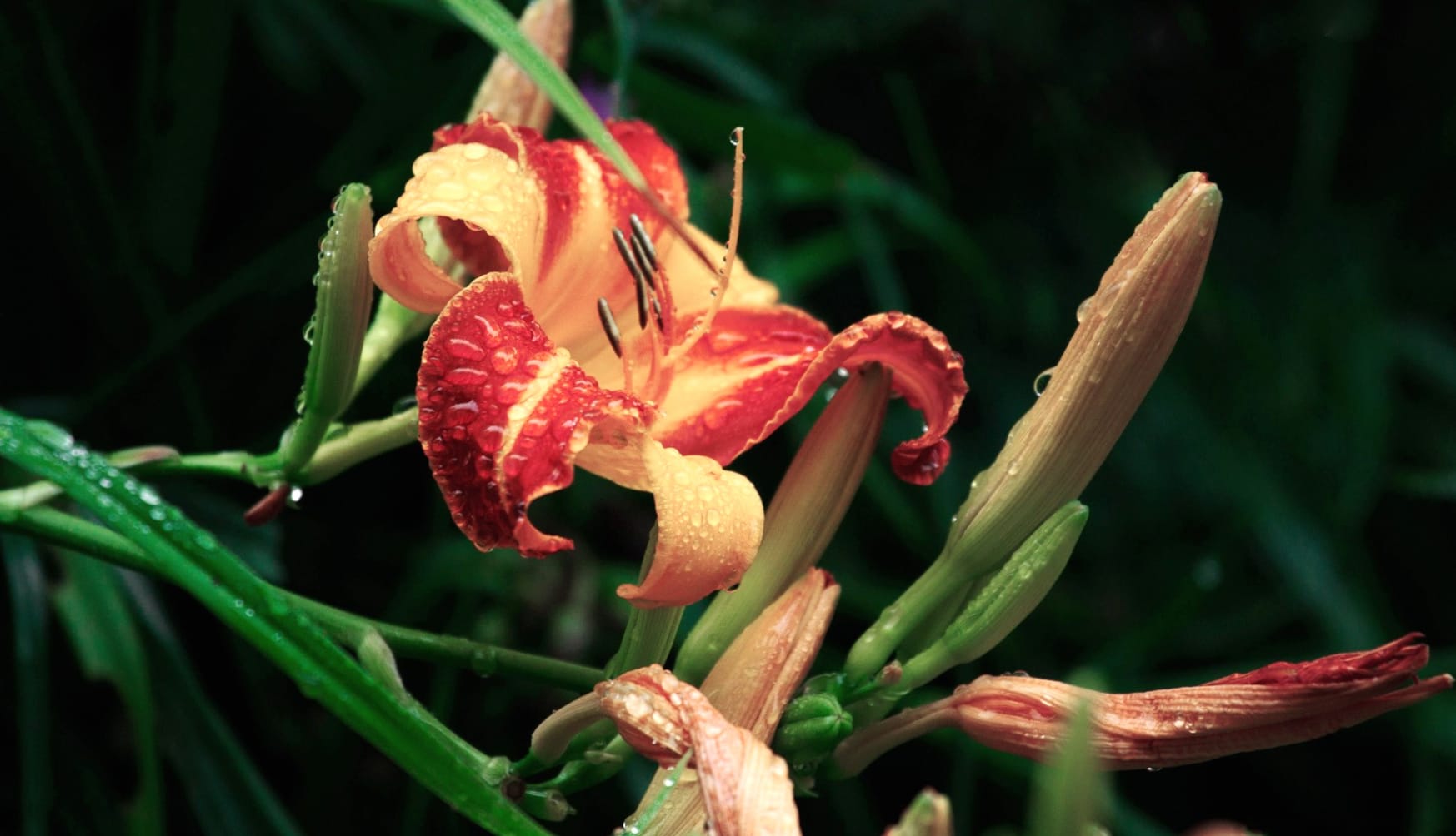 Stunning Lily Flower - HD Nature Wallpaper at 750 x 1334 iPhone 6 size wallpapers HD quality