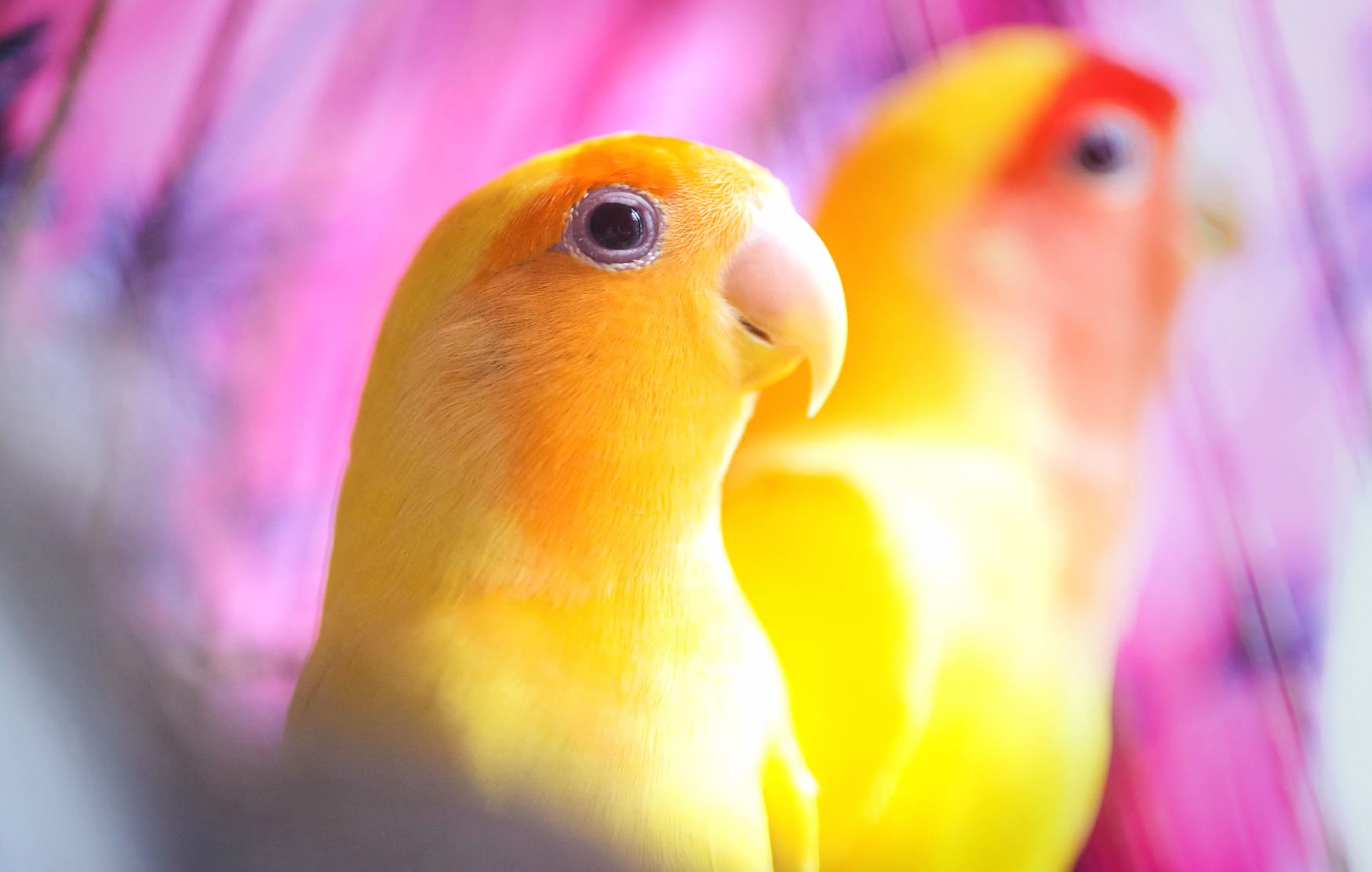 Stunning Lovebirds at 1024 x 768 size wallpapers HD quality