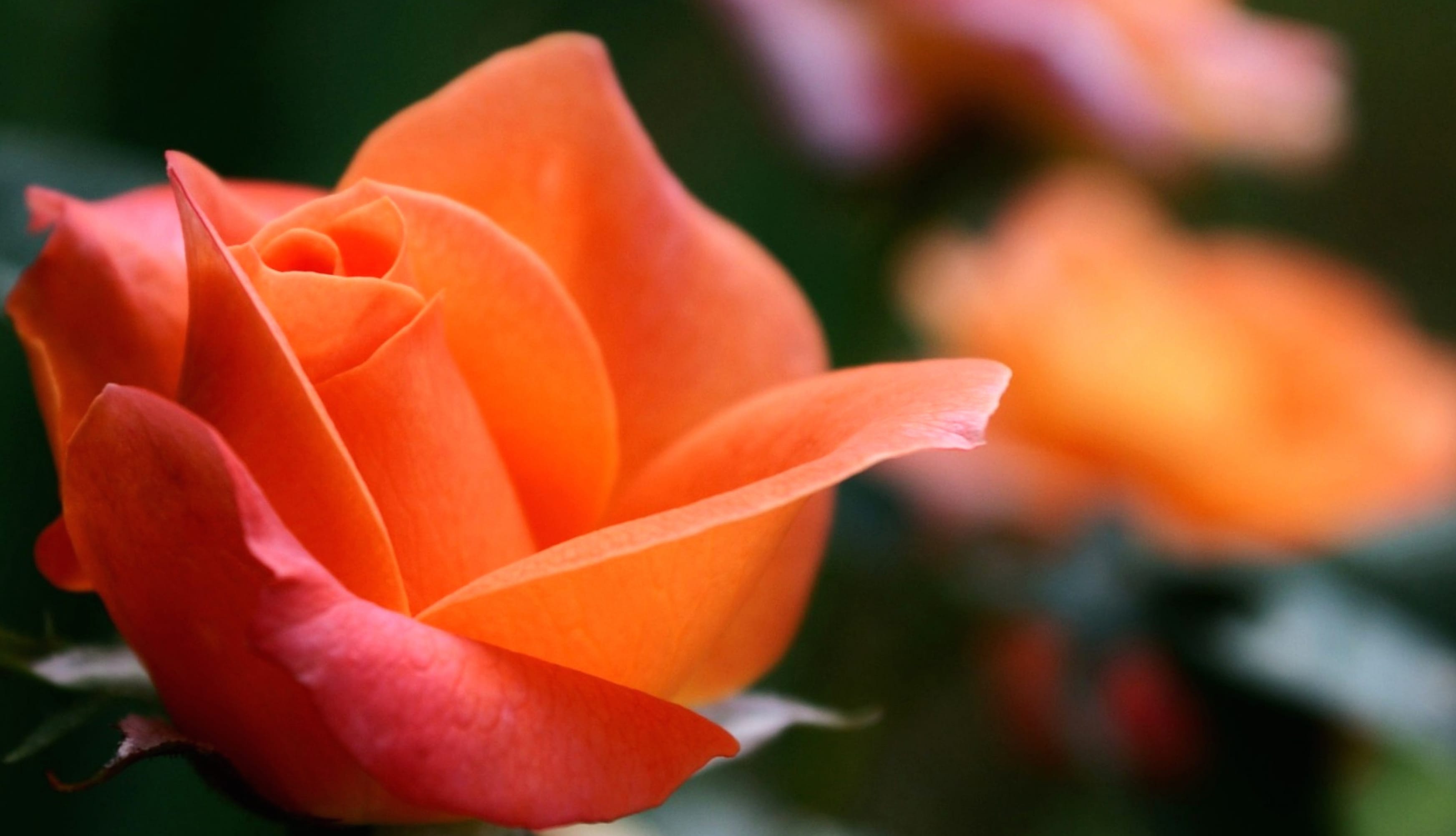 Stunning Macro Rose - wallpapers HD quality