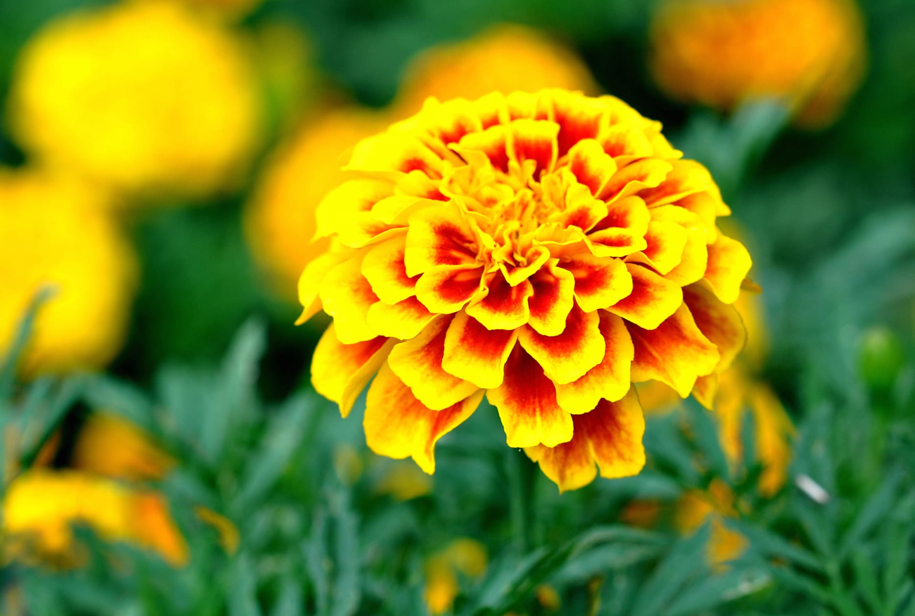 Stunning Marigold Bright Yellow Flower in Nature wallpapers HD quality