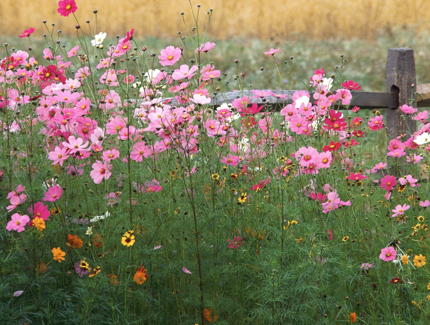 Stunning Nature of Blooming Flowers wallpapers HD quality