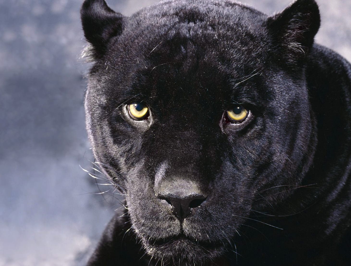 Stunning of a Majestic Black Panther at 1600 x 900 HD size wallpapers HD quality