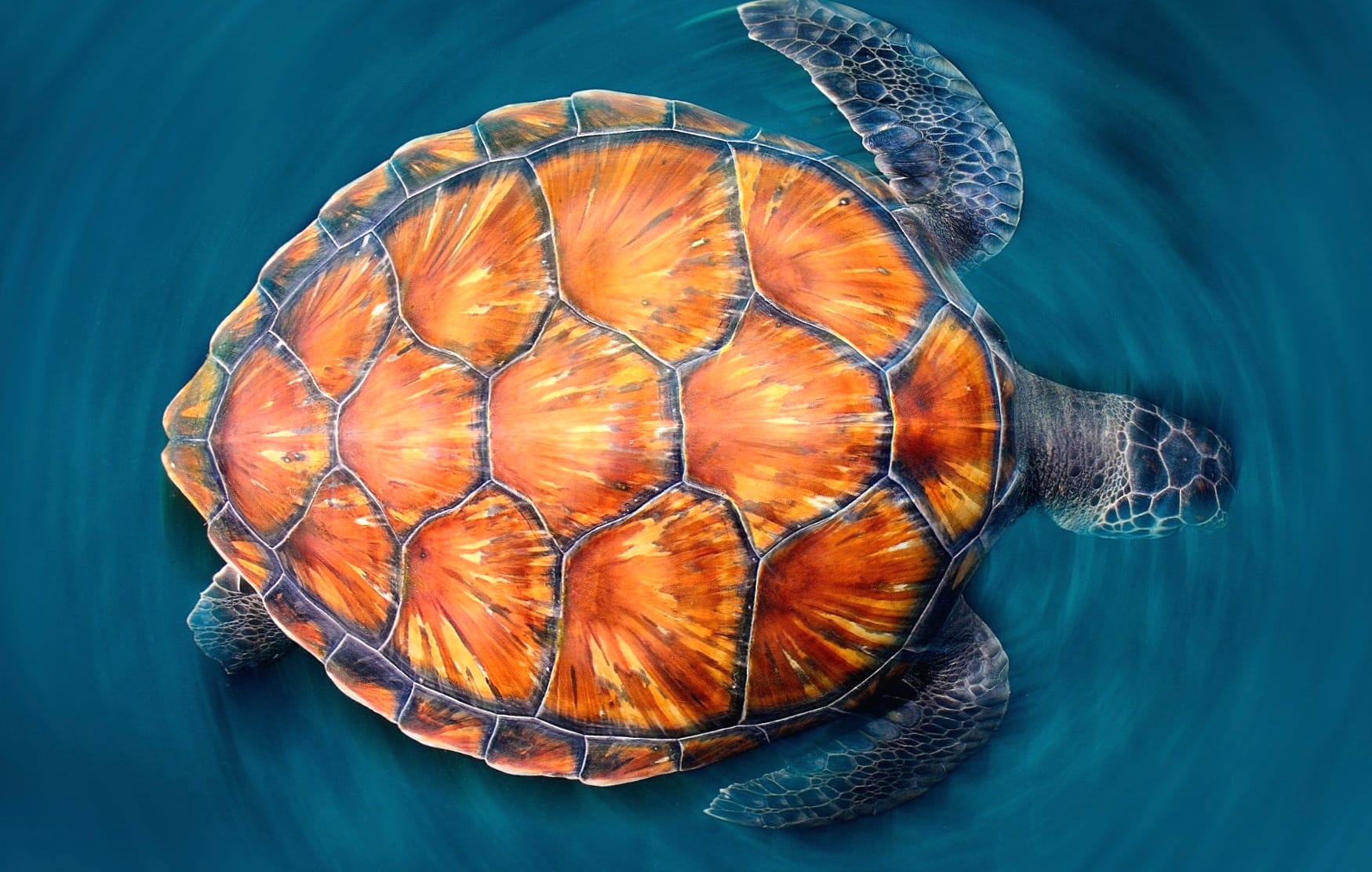 Stunning of a Majestic Sea Turtle wallpapers HD quality